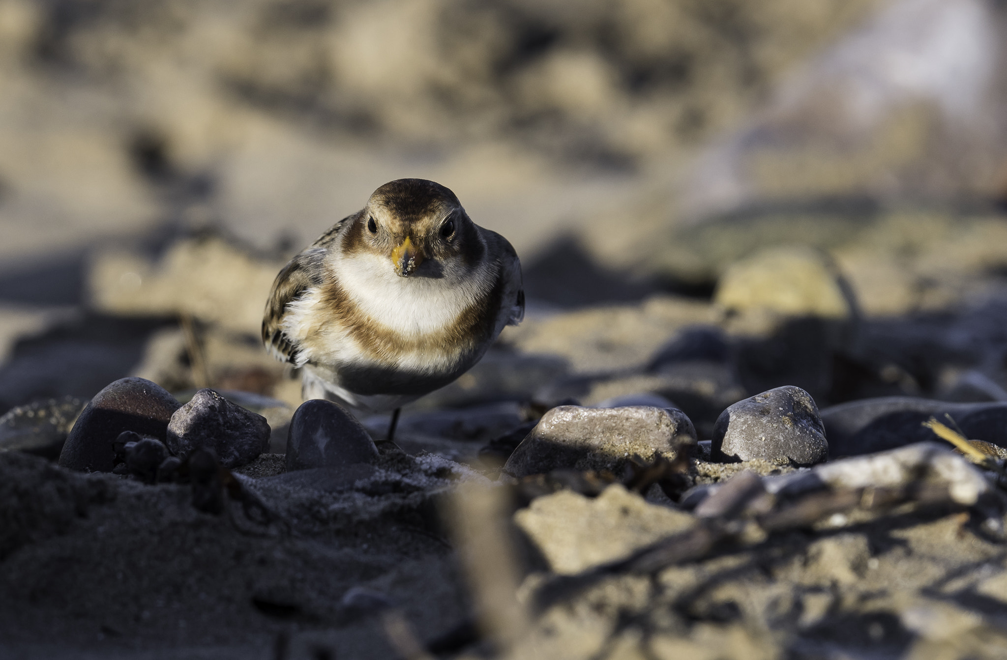 Nikon D810 + Nikon AF-S Nikkor 500mm F4E FL ED VR sample photo. Dsc photography