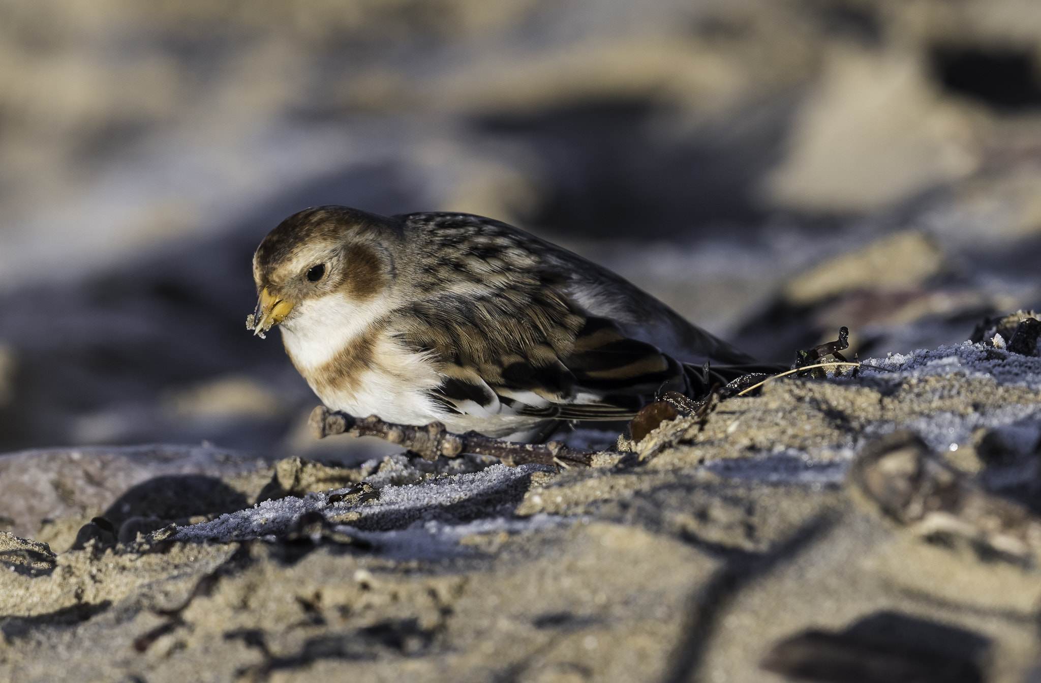 Nikon D810 + Nikon AF-S Nikkor 500mm F4E FL ED VR sample photo. Dsc photography