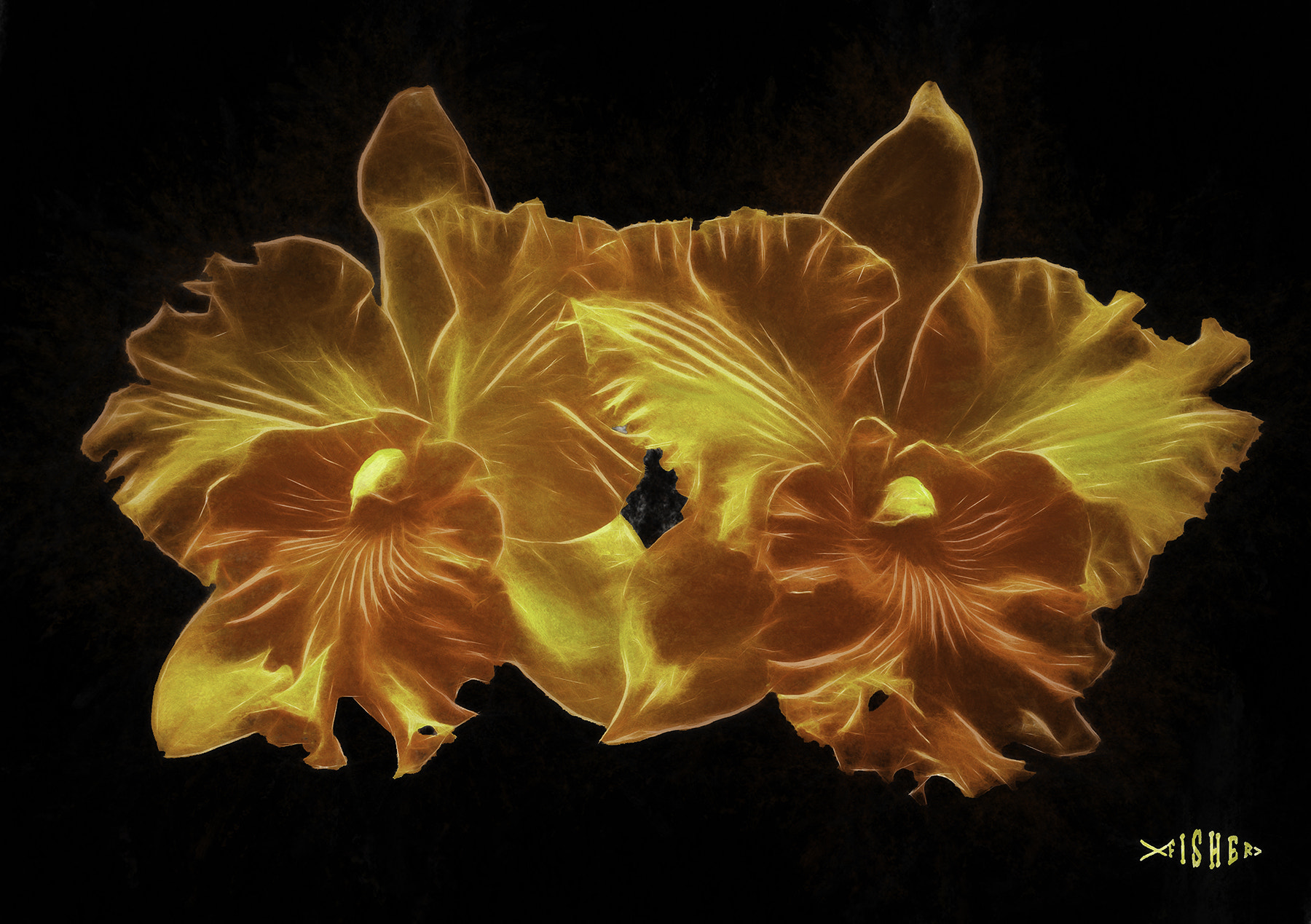 Nikon E995 sample photo. Cattleya flower in orange photography