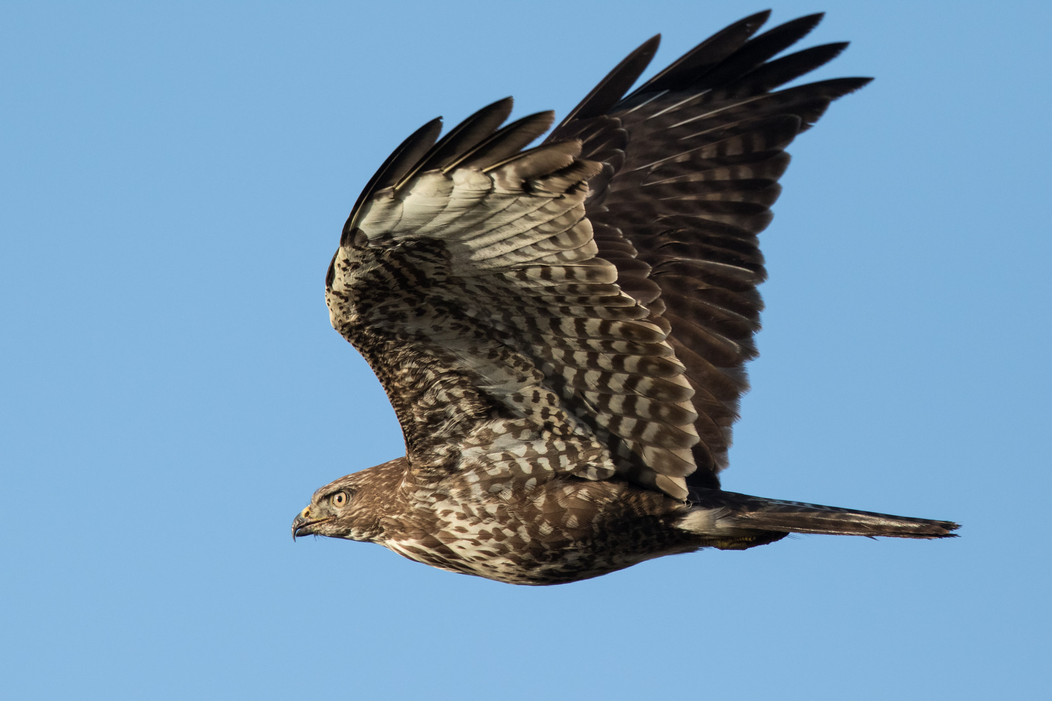 Canon EF 500mm F4L IS II USM sample photo. Buteo buteo photography