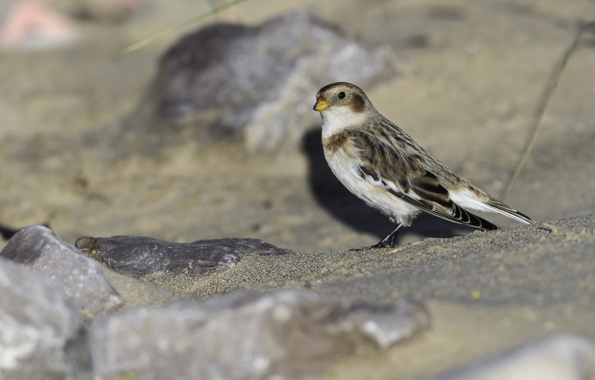 Nikon AF-S Nikkor 500mm F4E FL ED VR sample photo. Dsc photography