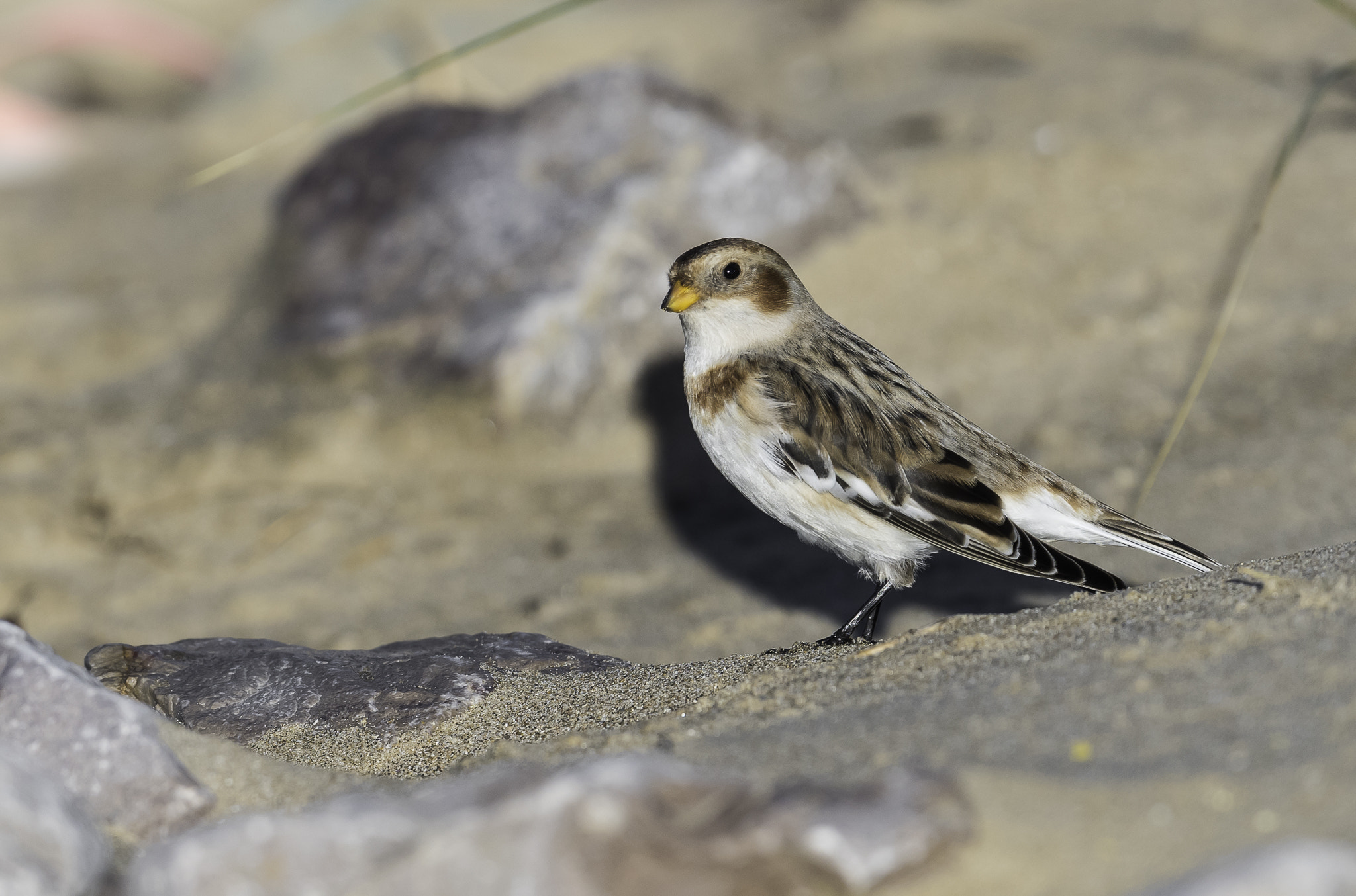 Nikon AF-S Nikkor 500mm F4E FL ED VR sample photo. Dsc photography