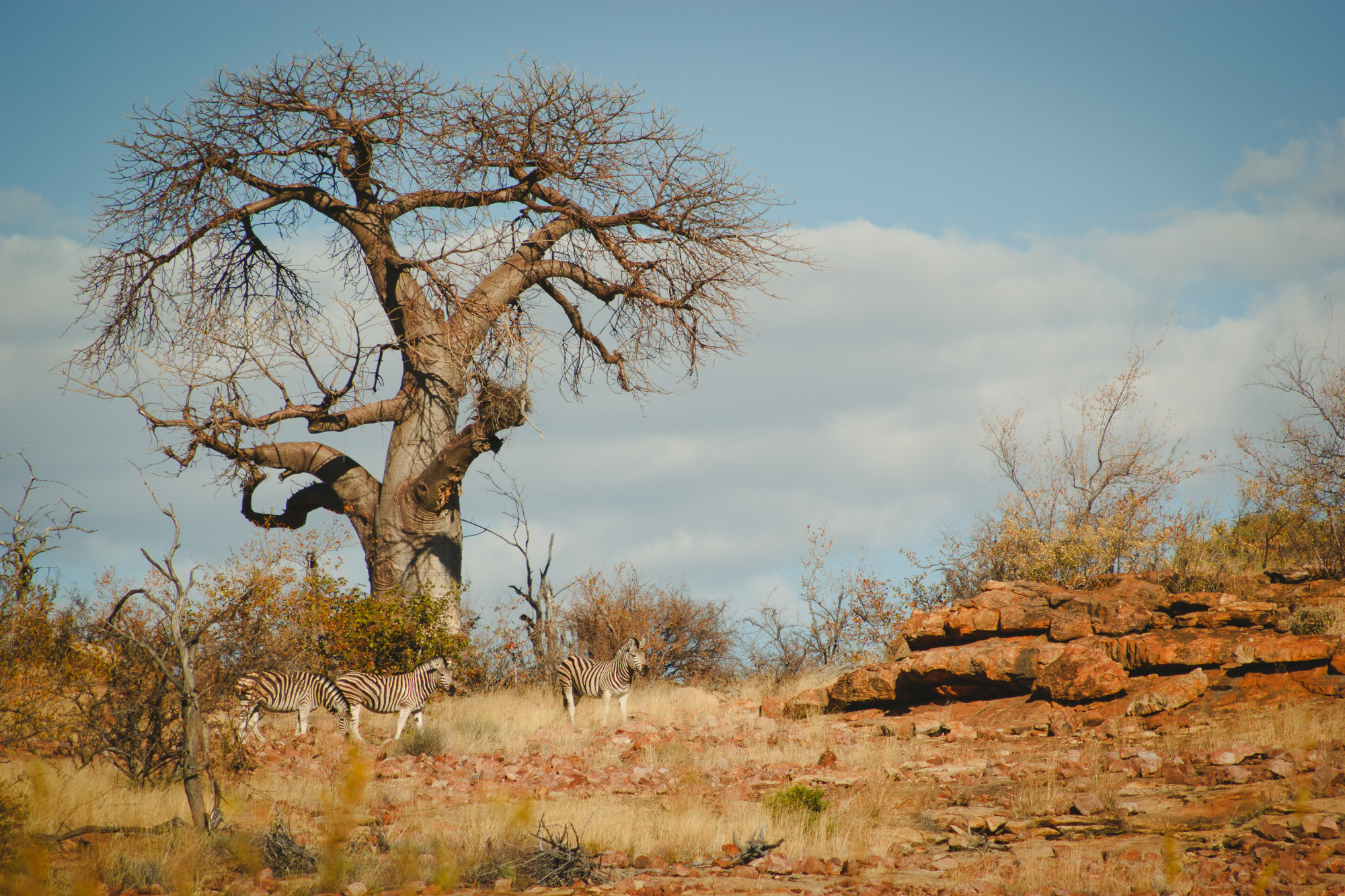 Canon EOS 60D + Canon EF 100-300mm F4.5-5.6 USM sample photo. Baobab 1 photography