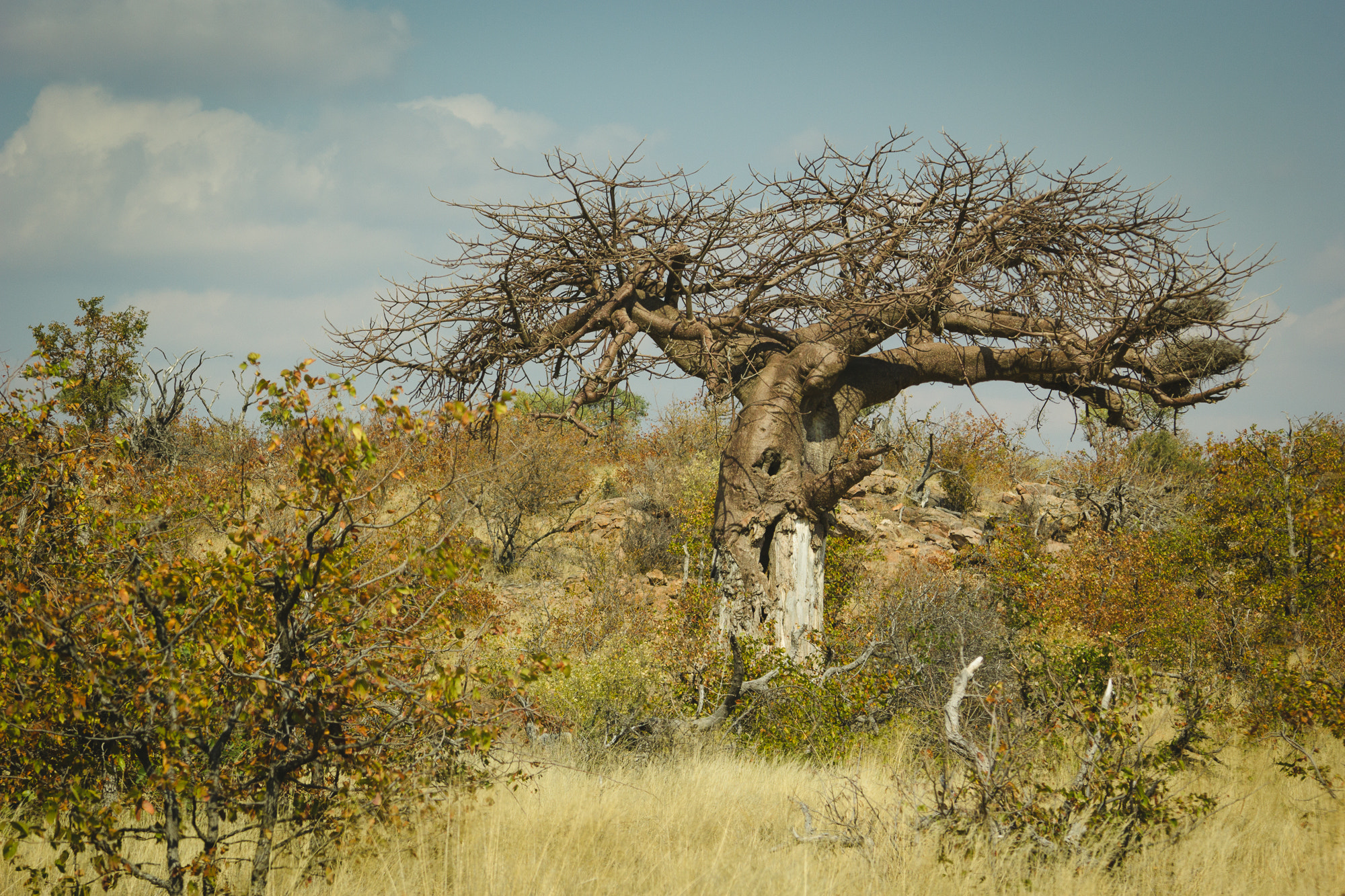 Canon EF 100-300mm F4.5-5.6 USM sample photo. Baobab 2 photography