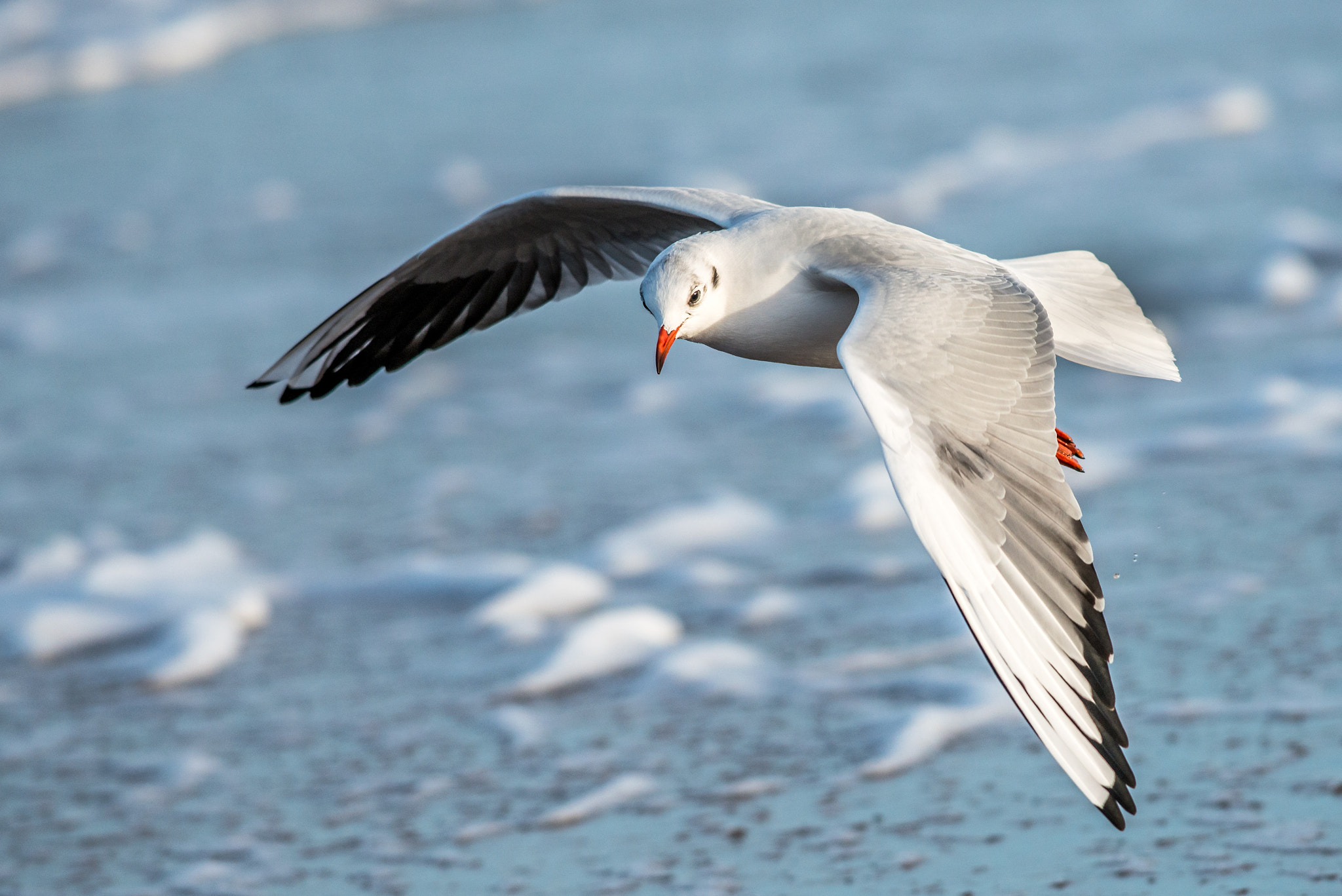 Nikon D800 + Nikon AF-S Nikkor 300mm F4D ED-IF sample photo. The seagull photography