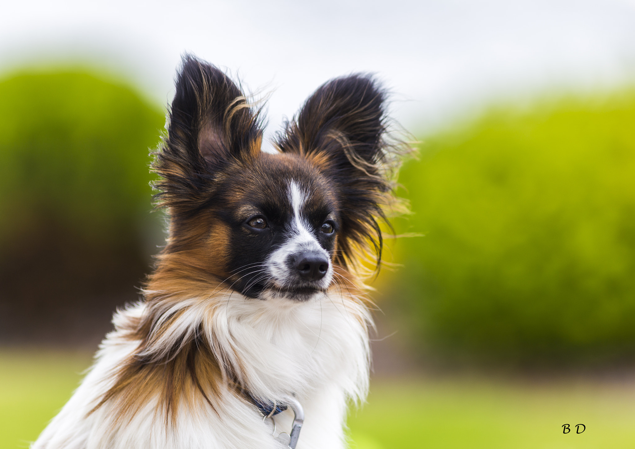 Canon EOS 6D + Canon EF 300mm F4L IS USM sample photo. Papillon photography