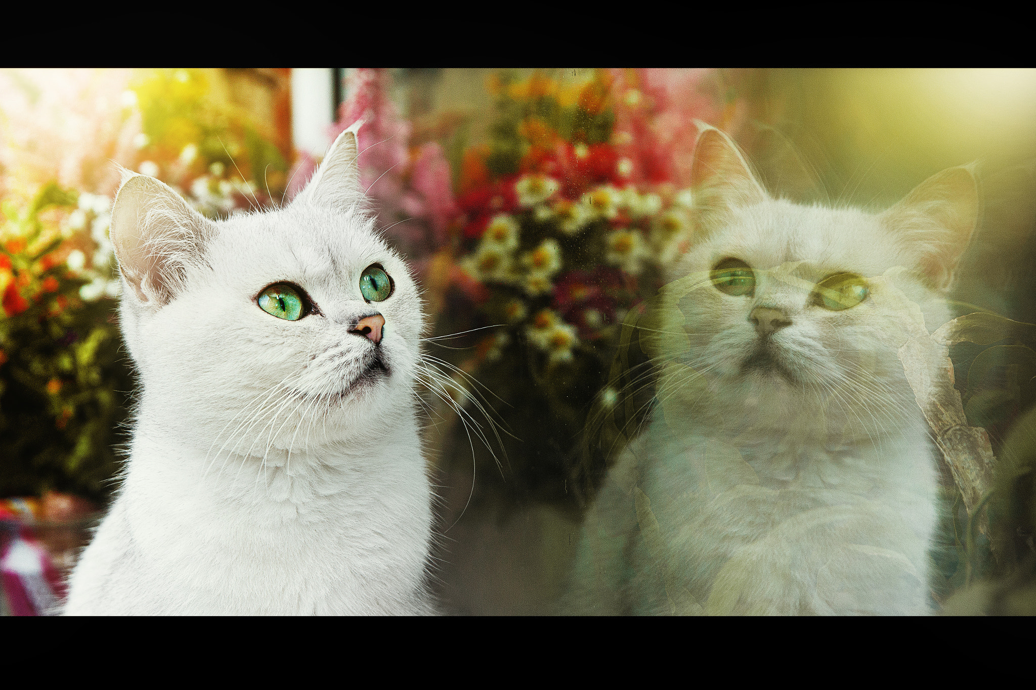 Canon EF 24-70mm F2.8L II USM sample photo. Cat reflect photography