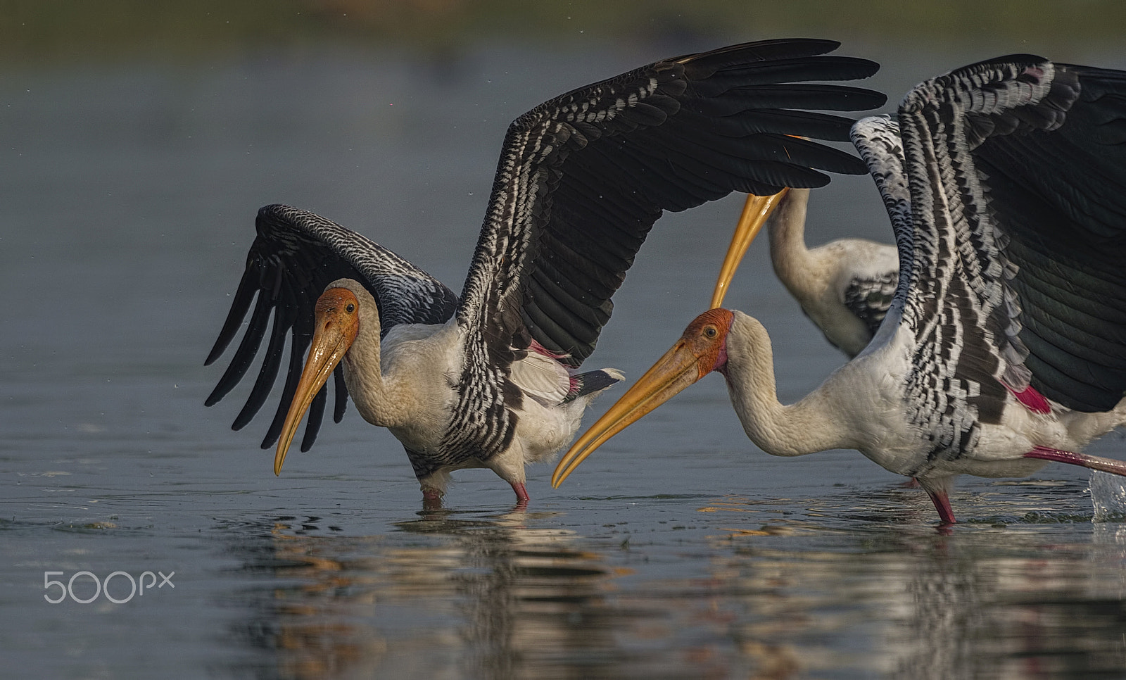 Nikon D4S + Nikon AF-S Nikkor 500mm F4G ED VR sample photo. Painted stork photography