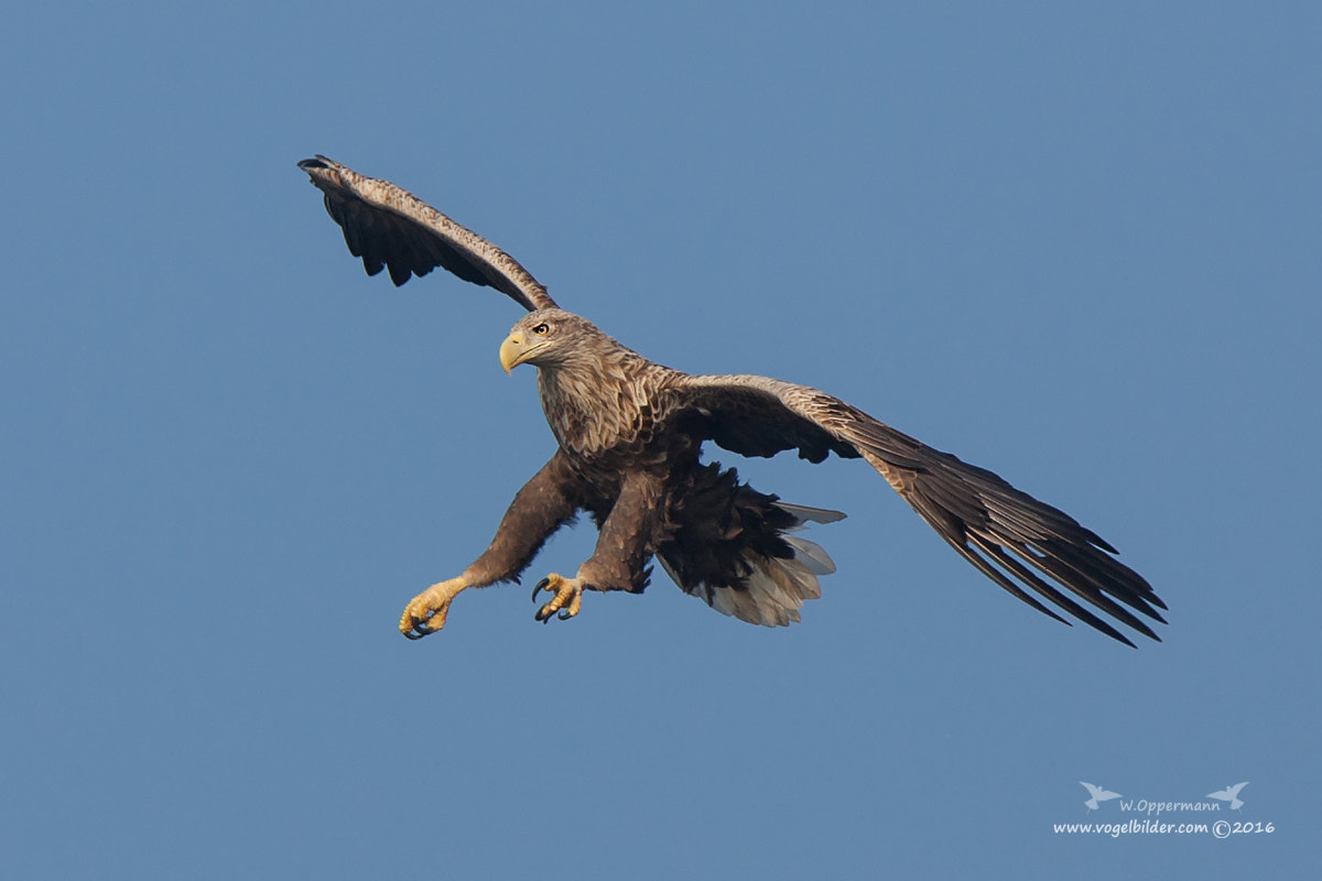 Canon EOS-1D Mark II + Canon EF 300mm F2.8L IS USM sample photo. Seeadler / white-tailed eagle photography