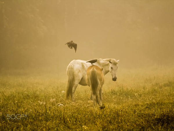 The white one by Wreetojyoti Ray | 500px | 500px.com