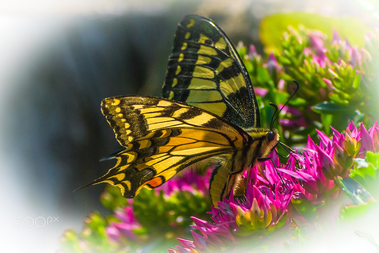 Pentax K10D sample photo. Butterfly photography
