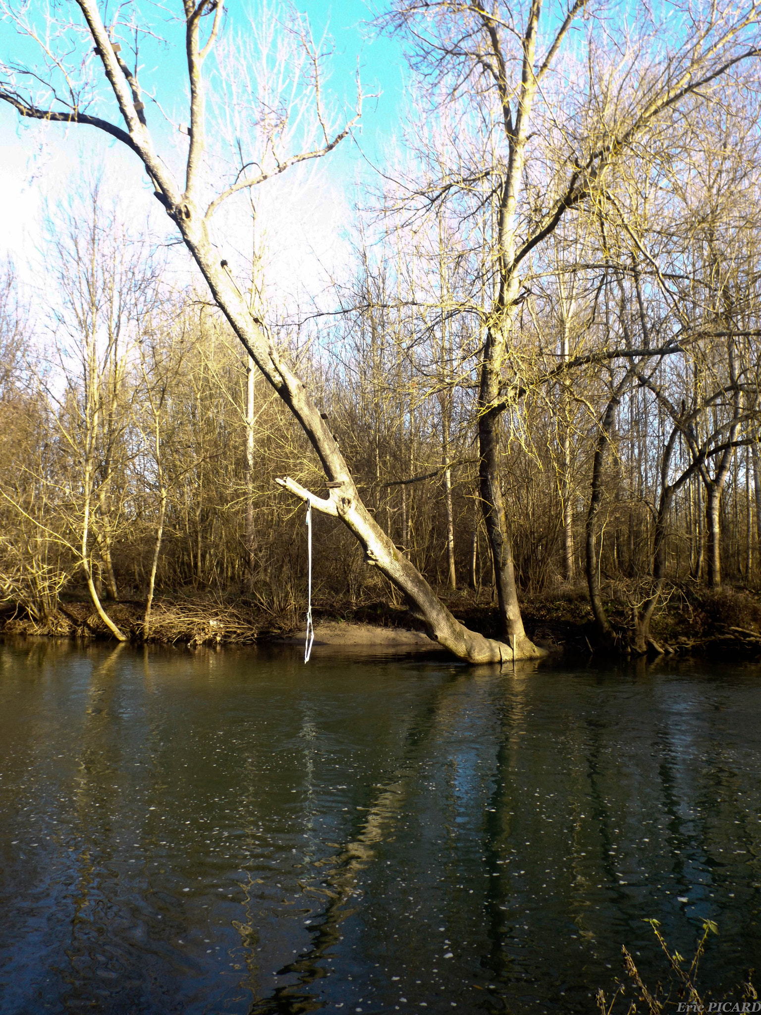 Fujifilm FinePix S4600 sample photo. Arbre sur loing photography