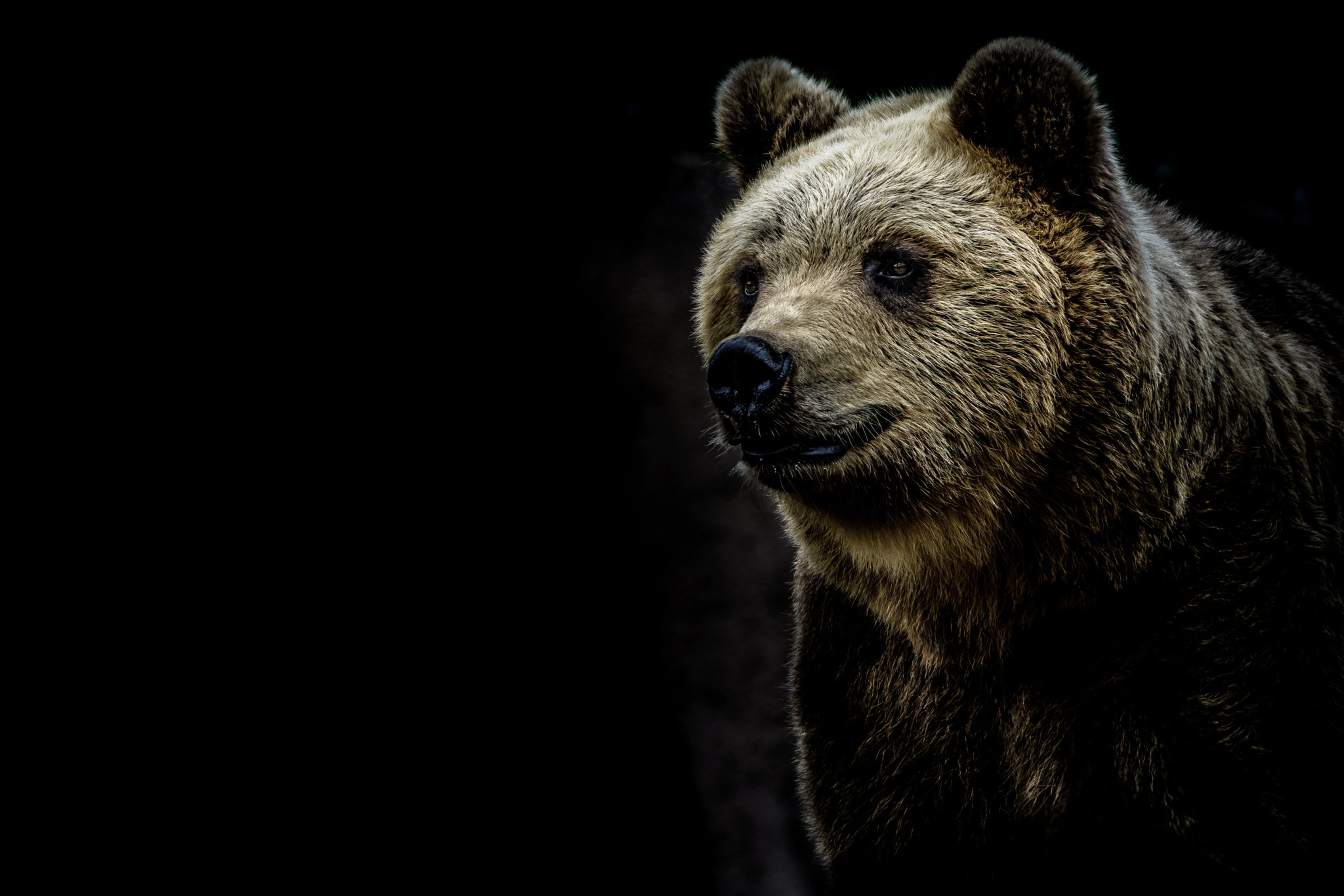 Nikon D7100 + Sigma 18-200mm F3.5-6.3 II DC OS HSM sample photo. Bear photography