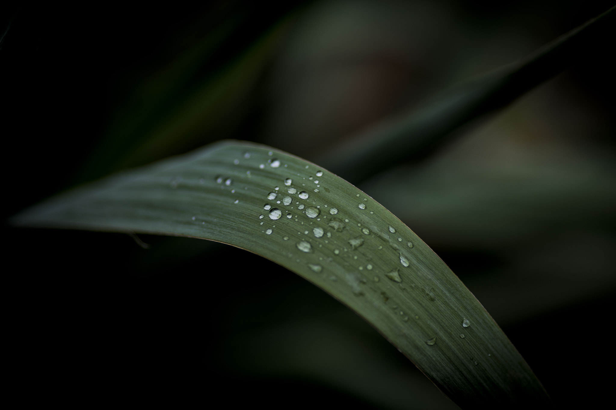 Canon EOS 5D Mark IV + Canon EF 135mm F2L USM sample photo. Dew drops photography