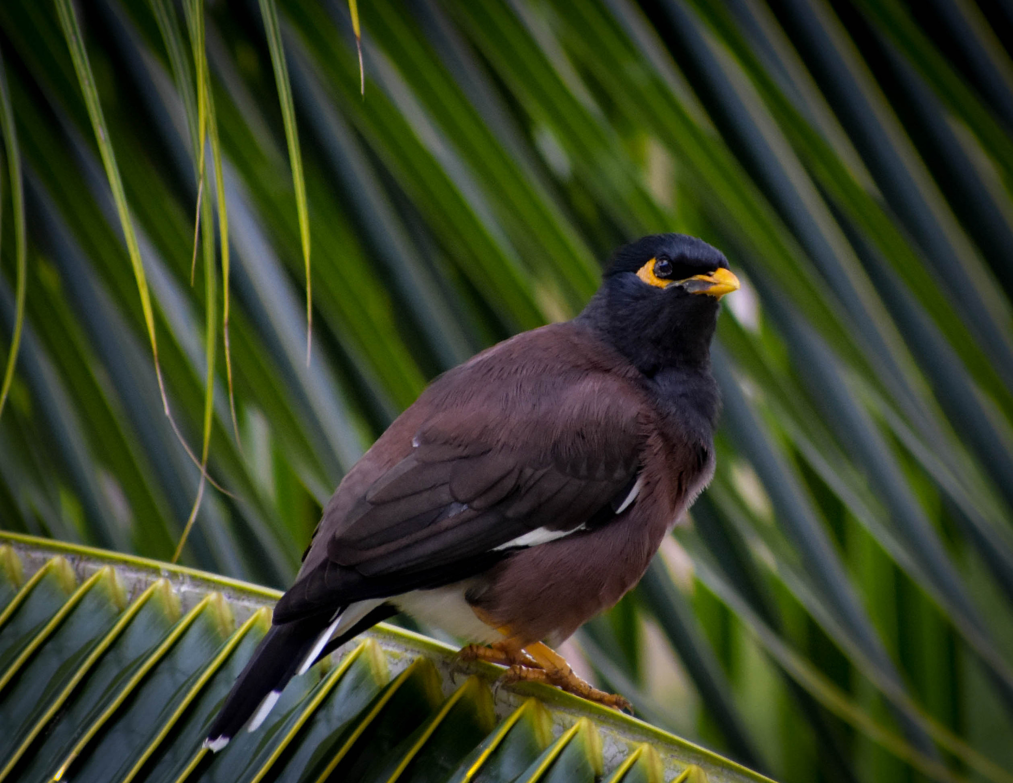 Nikon AF-S Nikkor 70-200mm F2.8G ED VR II sample photo. Kauai bird on palm photography
