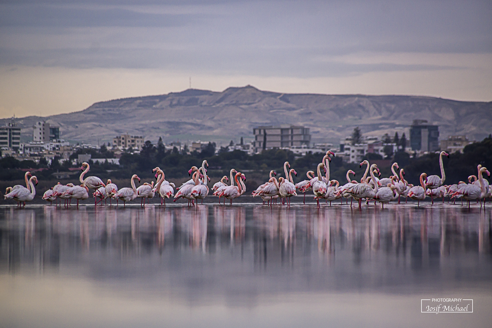 Sigma 18-250mm F3.5-6.3 DC OS HSM sample photo. Flamingos photography