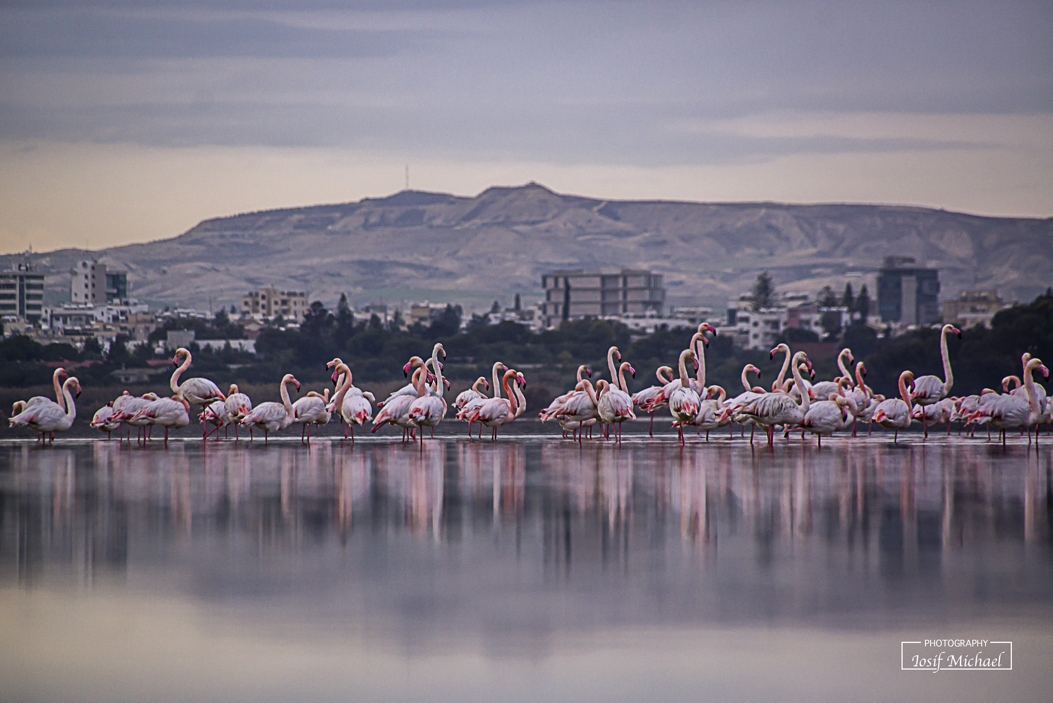 Sony SLT-A55 (SLT-A55V) sample photo. Flamingos photography