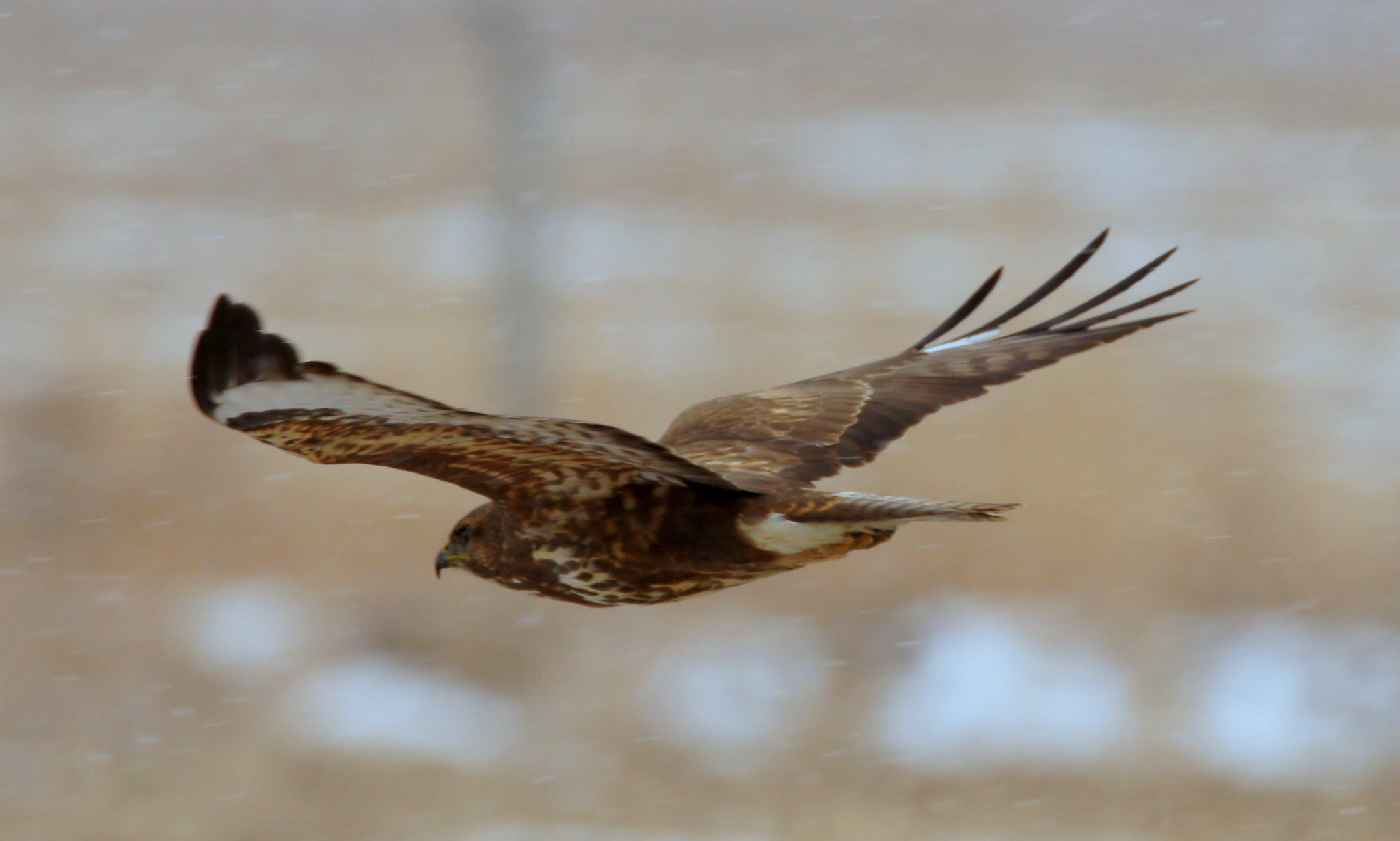 Sony SLT-A55 (SLT-A55V) + Tamron SP 150-600mm F5-6.3 Di VC USD sample photo. Hawk photography