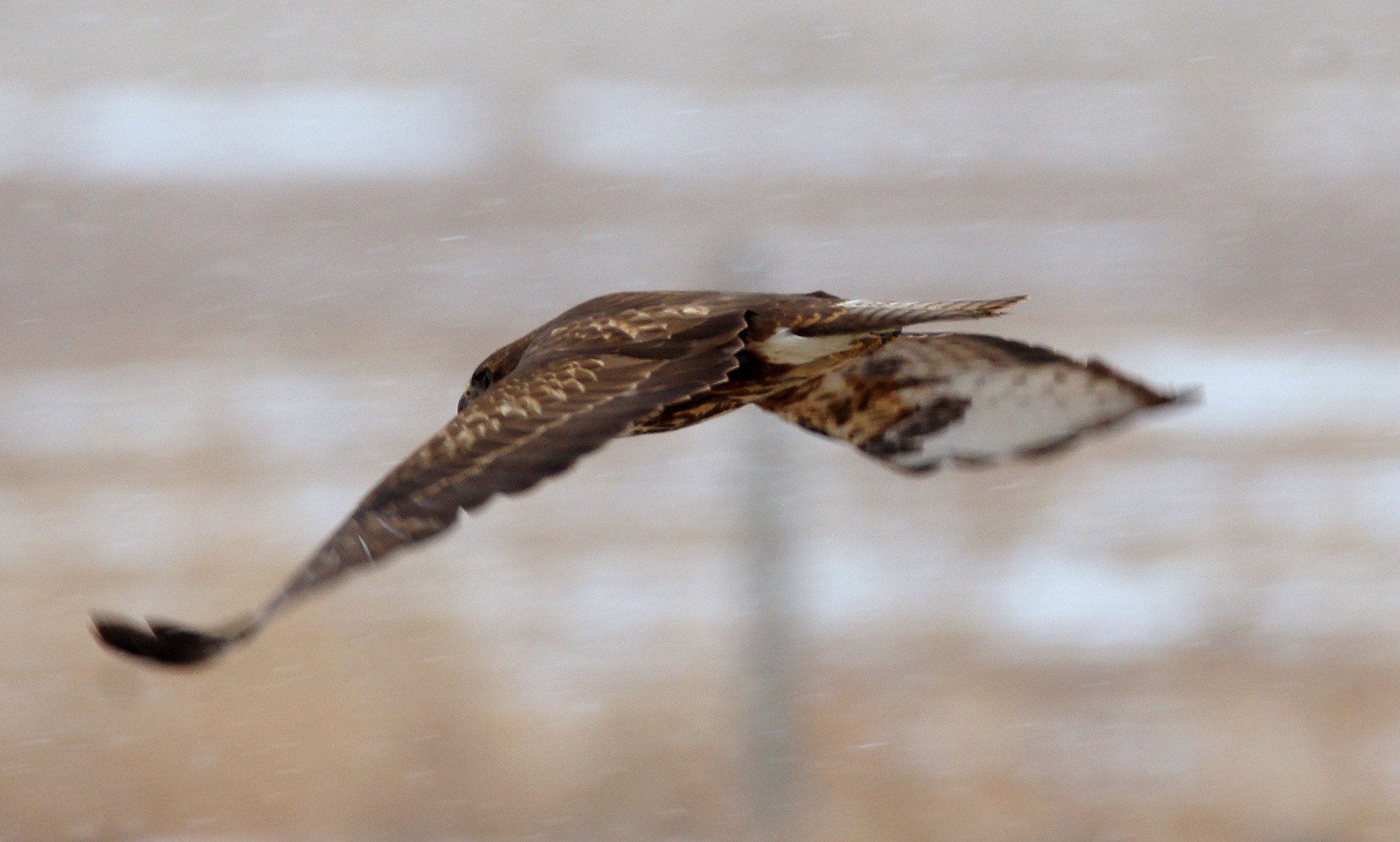 Sony SLT-A55 (SLT-A55V) + Tamron SP 150-600mm F5-6.3 Di VC USD sample photo. Hawk ii photography