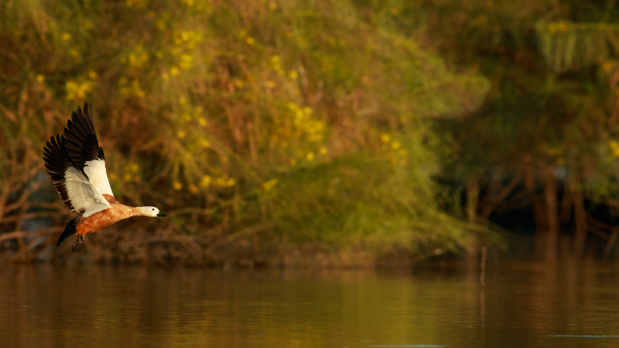 Canon EF 600mm F4L IS II USM sample photo. Shellduck photography
