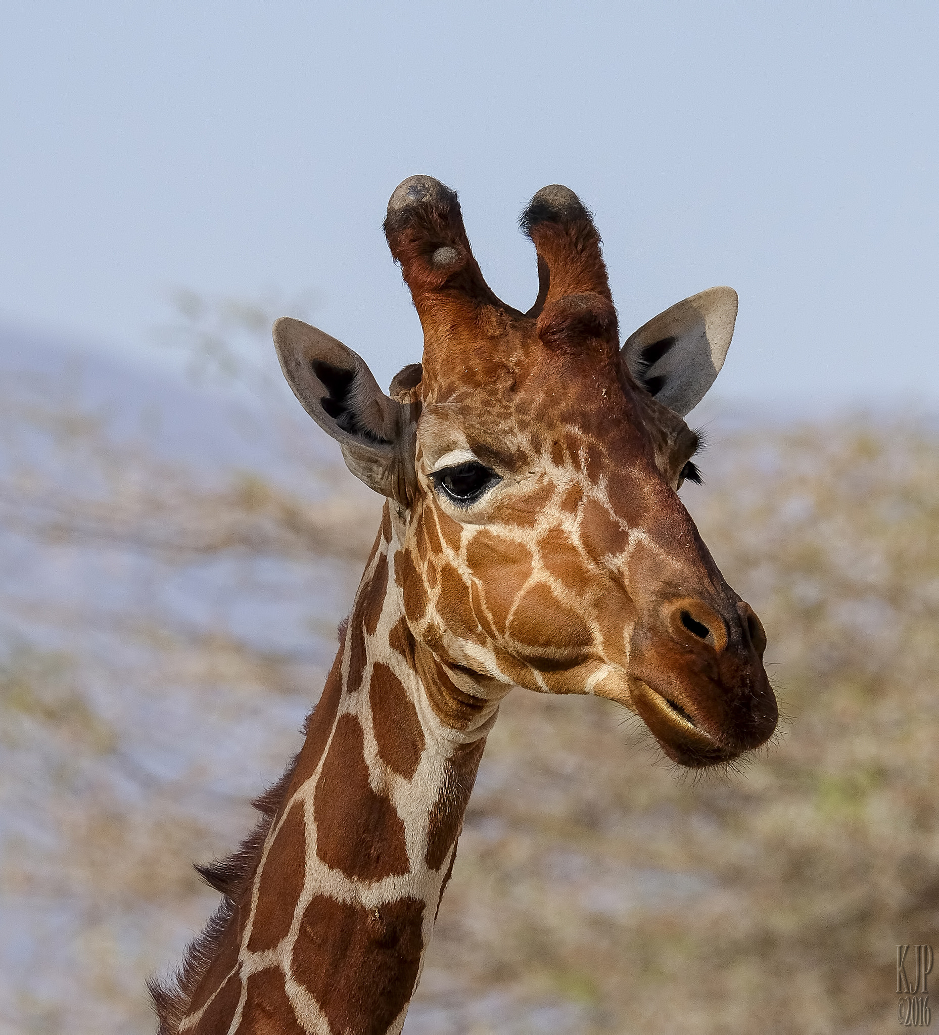 Fujifilm XF 100-400mm F4.5-5.6 R LM OIS WR sample photo. Giraffe, up close photography