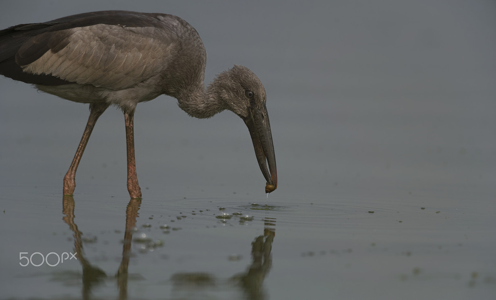 Nikon D4S + Nikon AF-S Nikkor 500mm F4G ED VR sample photo. Asian openbill photography