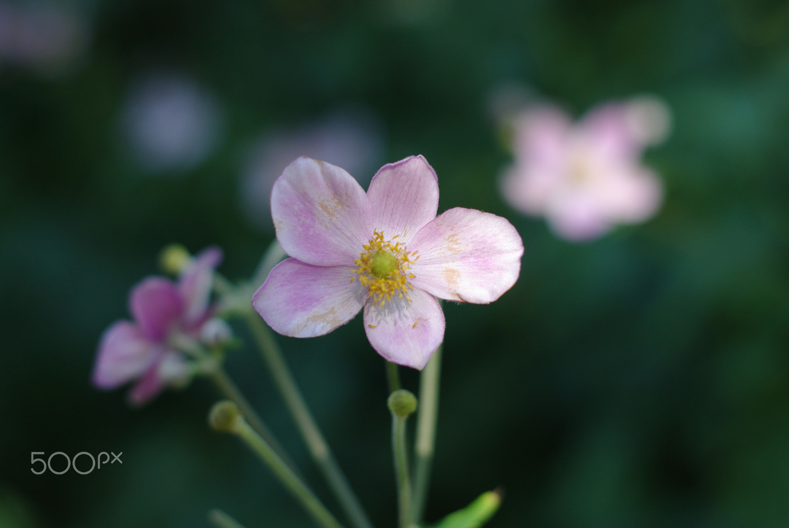 Pentax K200D sample photo. Small-pink-flower.jpg photography