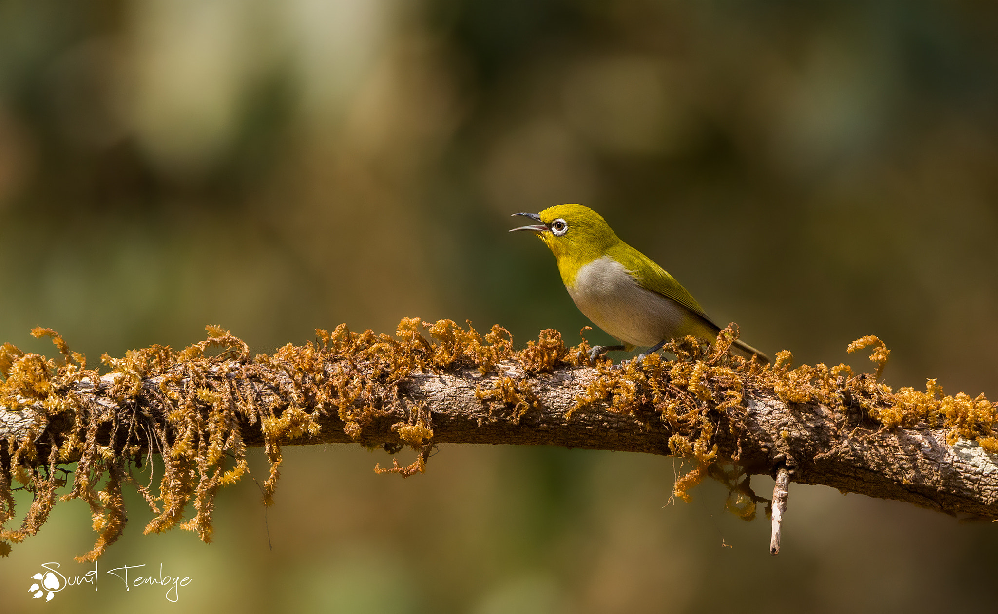 Tamron SP 150-600mm F5-6.3 Di VC USD sample photo. Oriental white eye photography