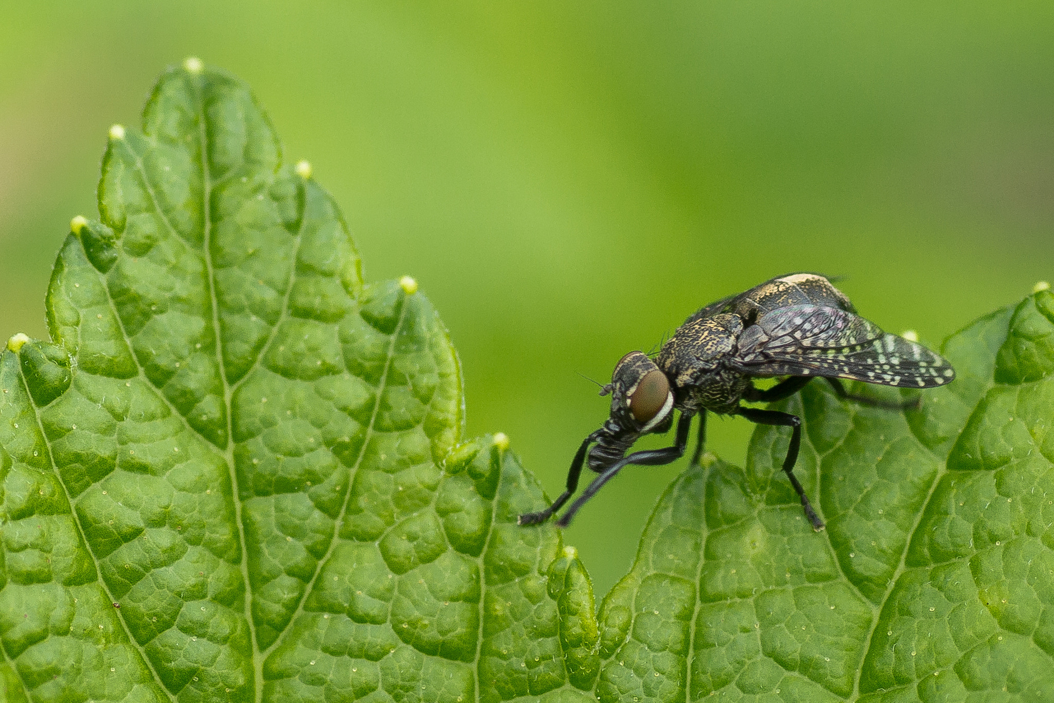 Canon EOS 700D (EOS Rebel T5i / EOS Kiss X7i) + Tamron SP AF 90mm F2.8 Di Macro sample photo. Fly photography