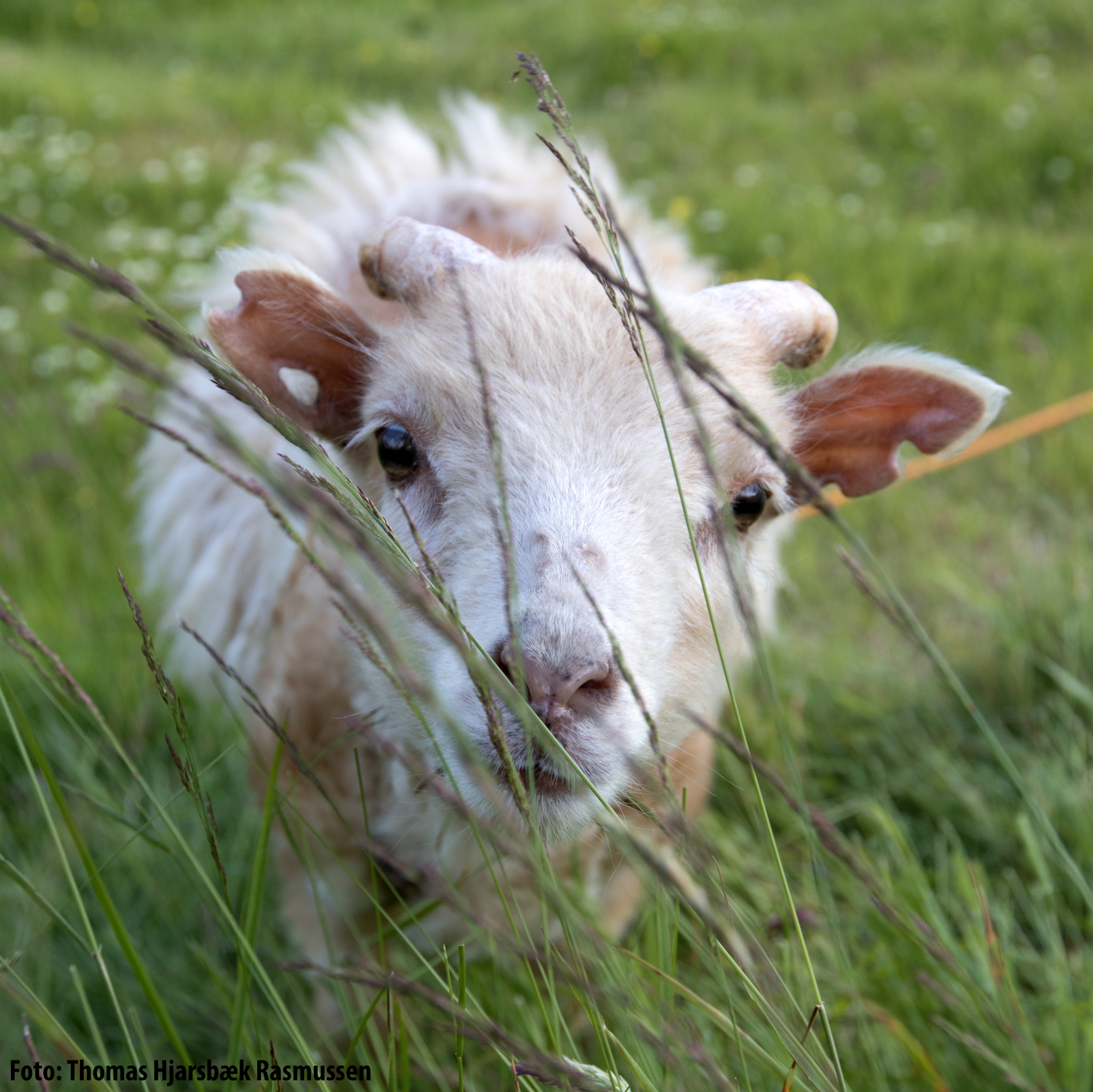 Canon EF 16-35mm F2.8L II USM sample photo. Sheep in the faroe islands photography