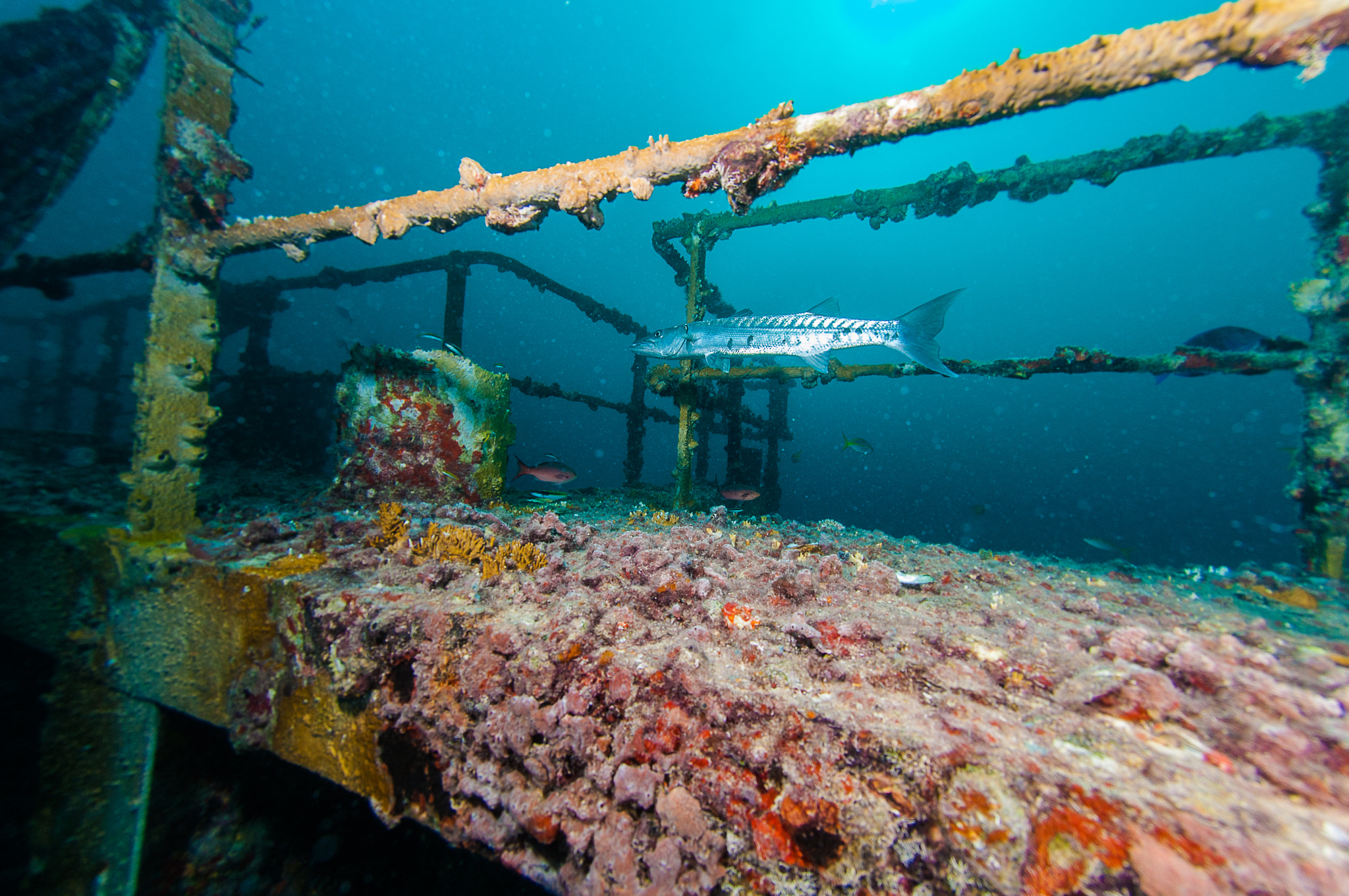 Nikon AF DX Fisheye-Nikkor 10.5mm F2.8G ED sample photo. Barracuda on a wreck photography