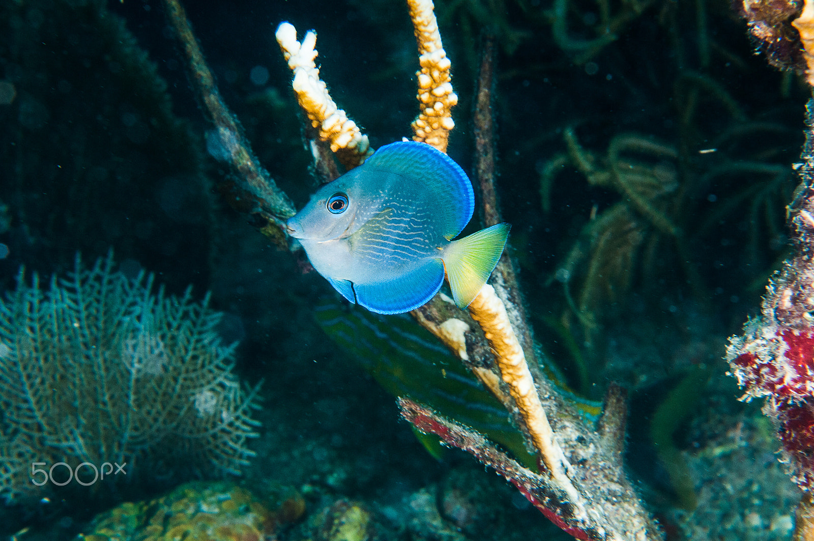 Nikon D300S + Nikon AF Micro-Nikkor 60mm F2.8D sample photo. Yellowtail surgeonfish photography