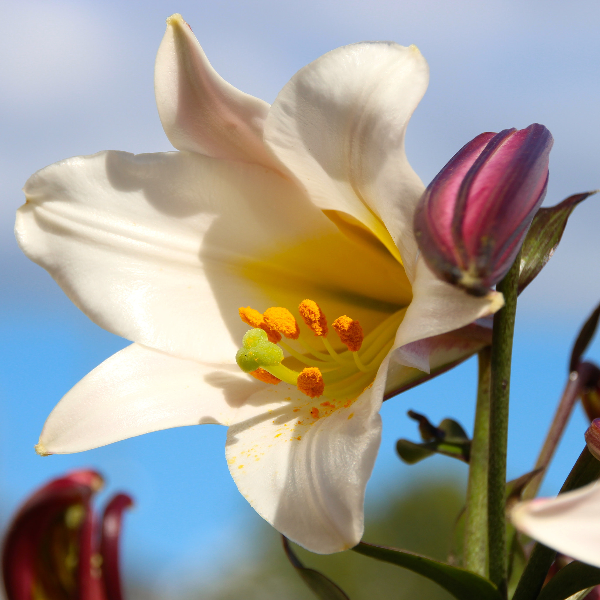 Sigma 18-250mm F3.5-6.3 DC OS HSM sample photo. The lily photography