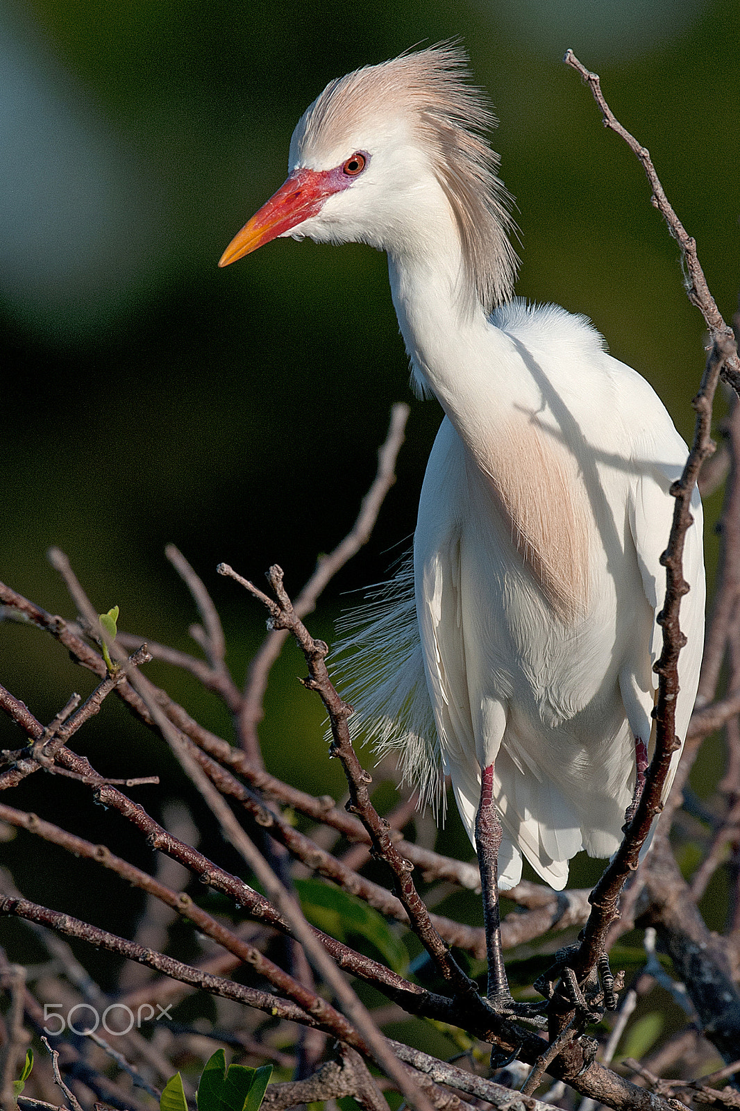 Nikon D300 + Nikon AF-S Nikkor 600mm F4G ED VR sample photo. Sunrise photography