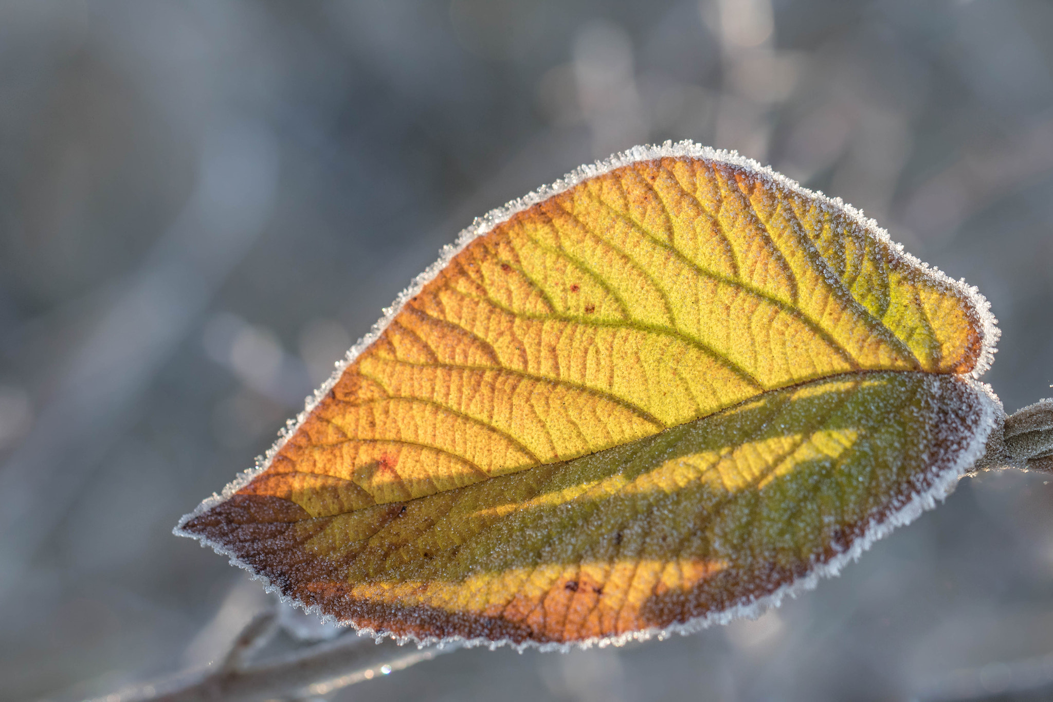 Canon EOS 760D (EOS Rebel T6s / EOS 8000D) + Canon EF 100mm F2.8L Macro IS USM sample photo. Winter colors photography