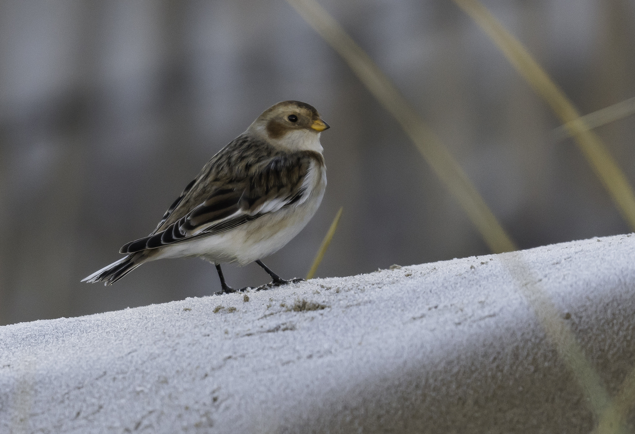 Nikon AF-S Nikkor 500mm F4E FL ED VR sample photo. Dsc photography