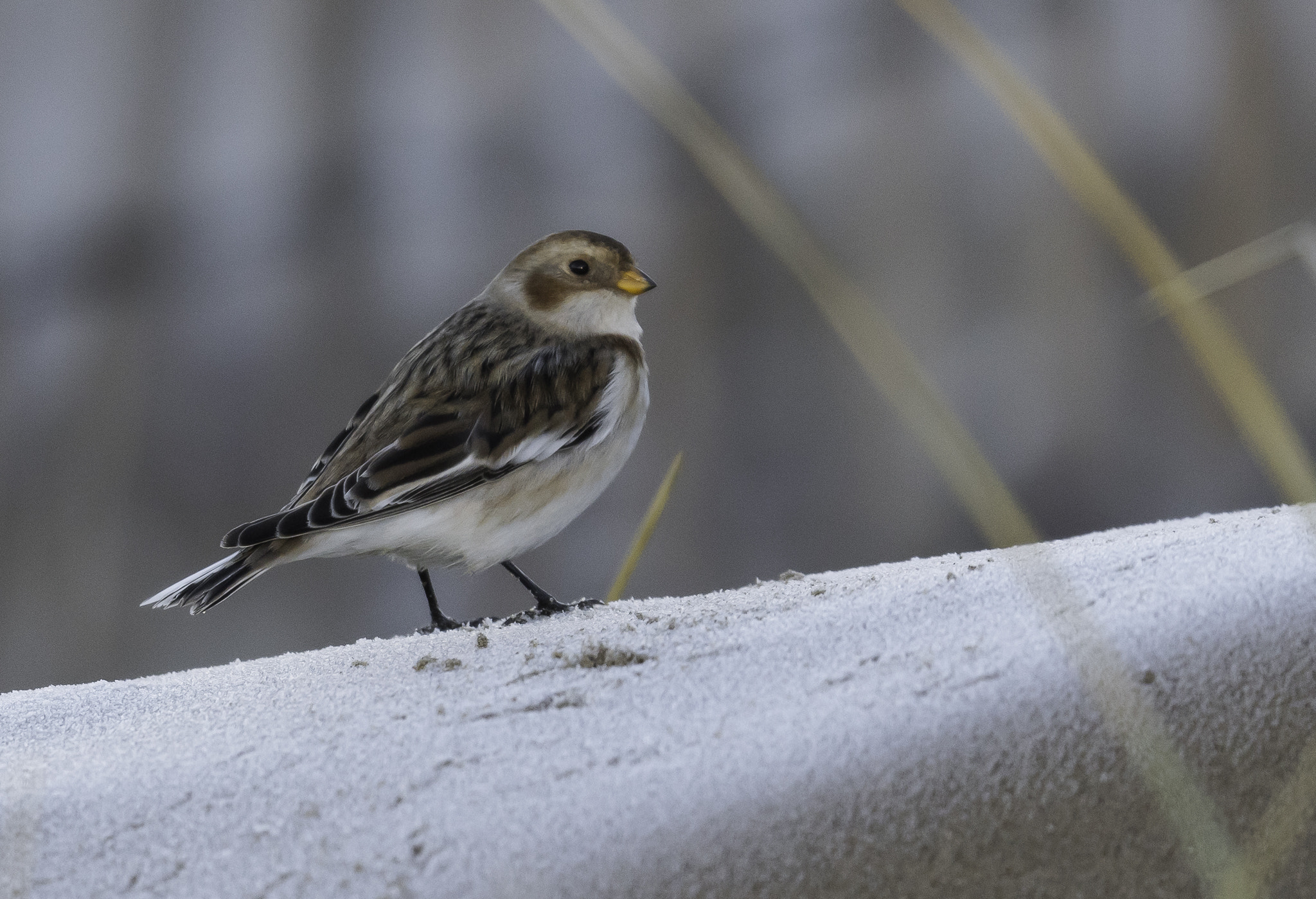 Nikon AF-S Nikkor 500mm F4E FL ED VR sample photo. Dsc photography
