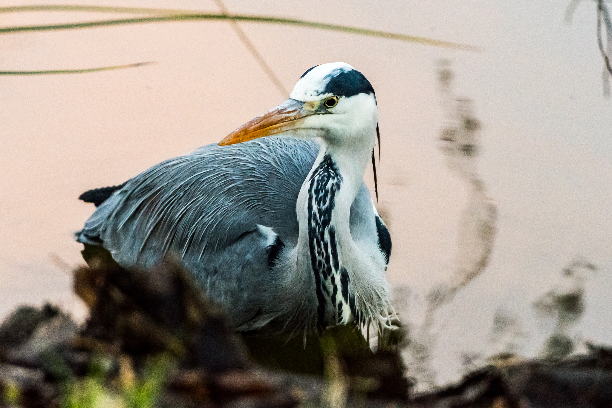 Nikon D500 + Sigma 50-500mm F4.5-6.3 DG OS HSM sample photo. Kockelscheuer heron #1 photography