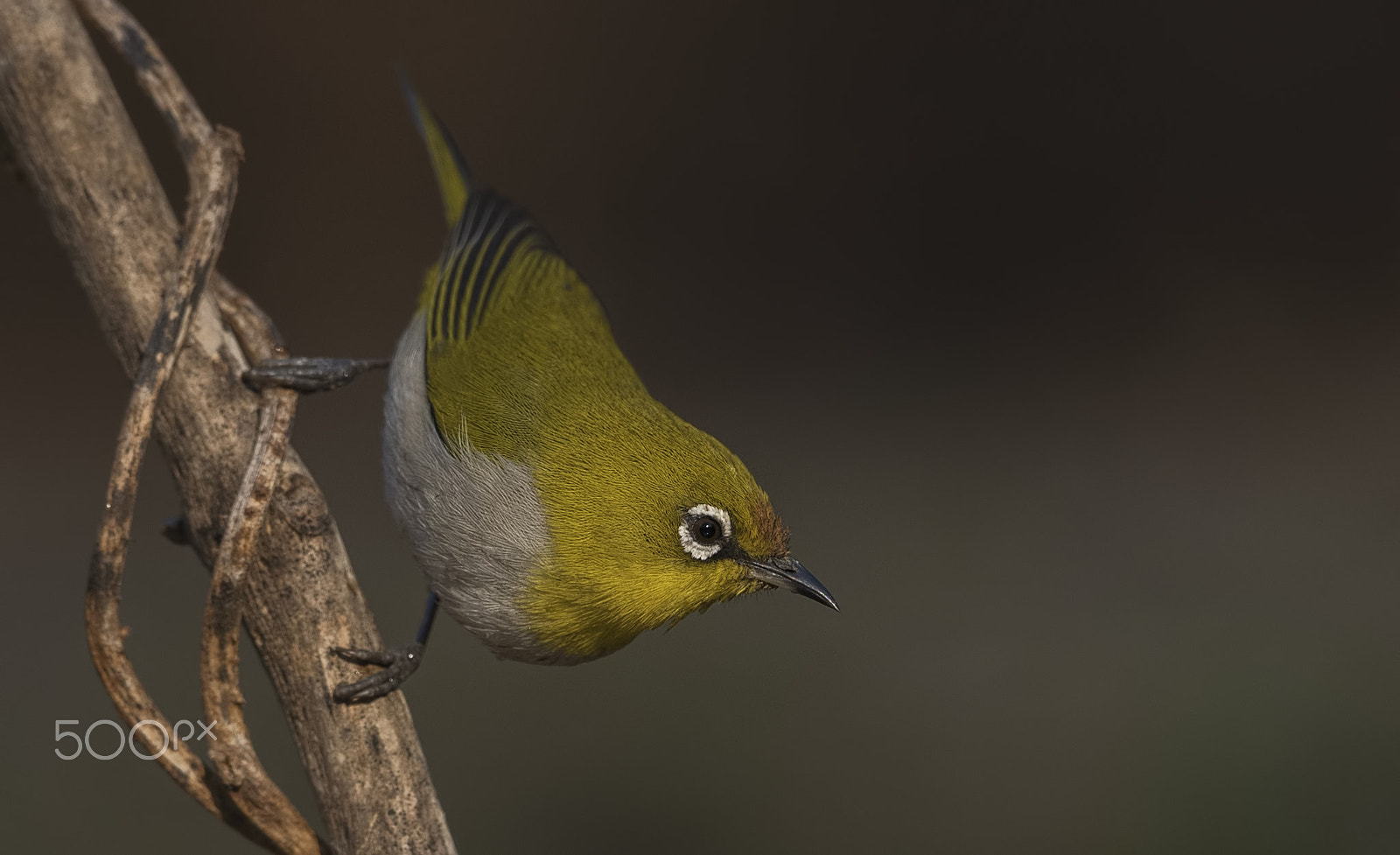 Nikon D750 + Nikon AF-S Nikkor 500mm F4G ED VR sample photo. Oriental white-eye photography