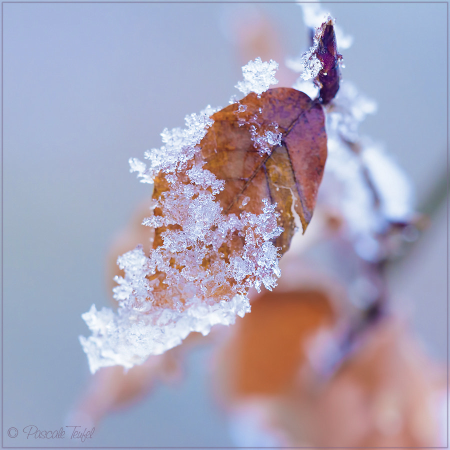 Sigma 150mm F2.8 EX DG Macro HSM sample photo. Feuille morte photography