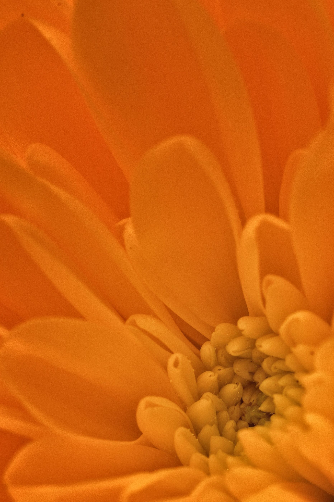 Canon EF 100mm F2.8L Macro IS USM sample photo. 4497 cfx _img photography