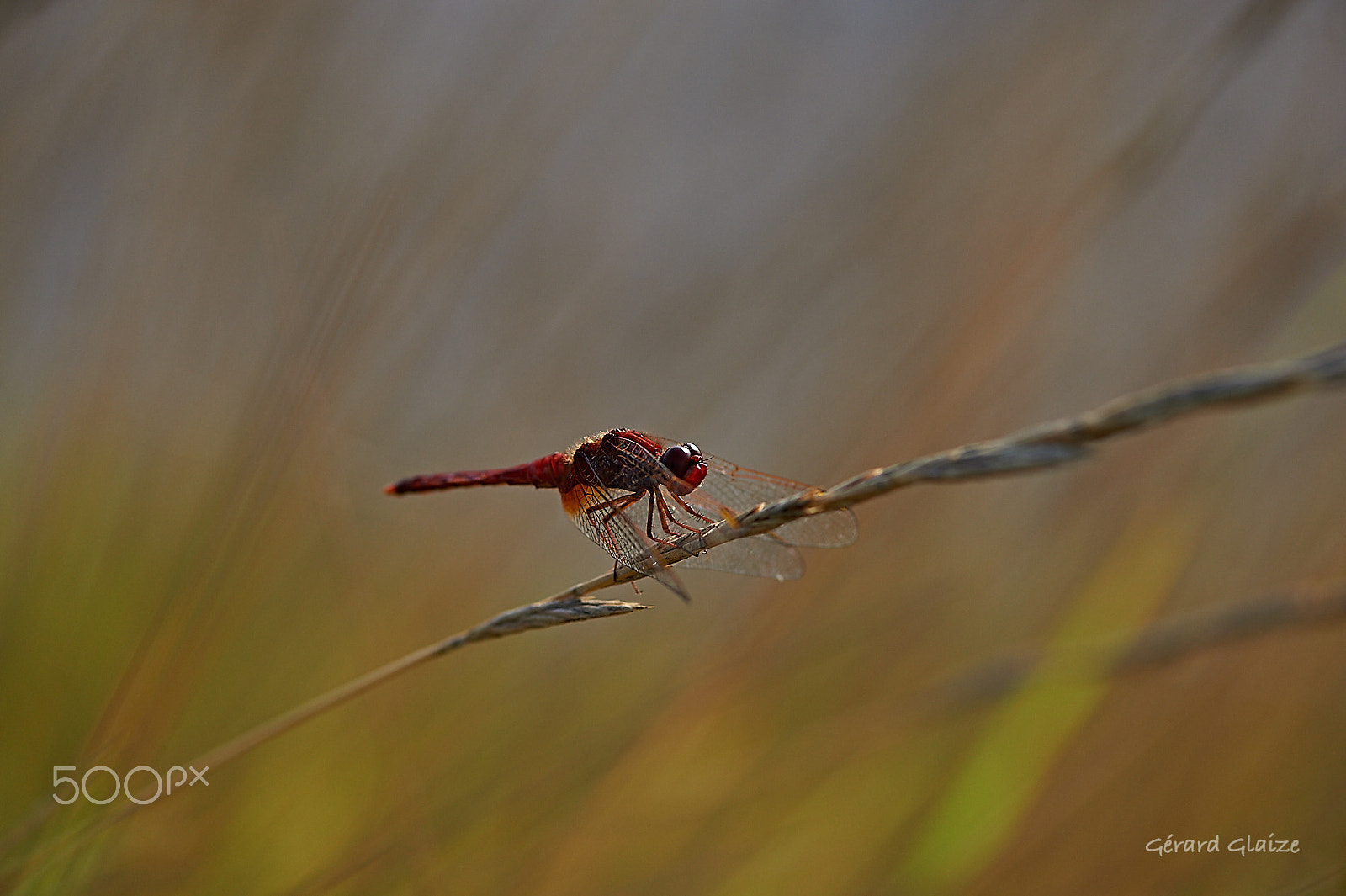 Nikon D4 sample photo. Dragonfly photography