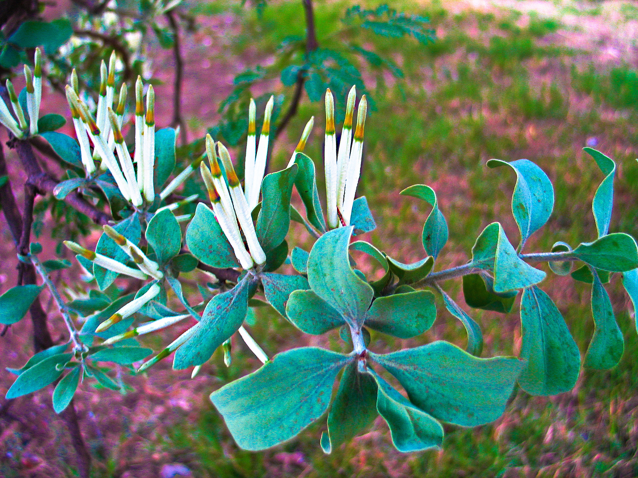 Canon POWERSHOT G5 sample photo. Candle sticks. photography