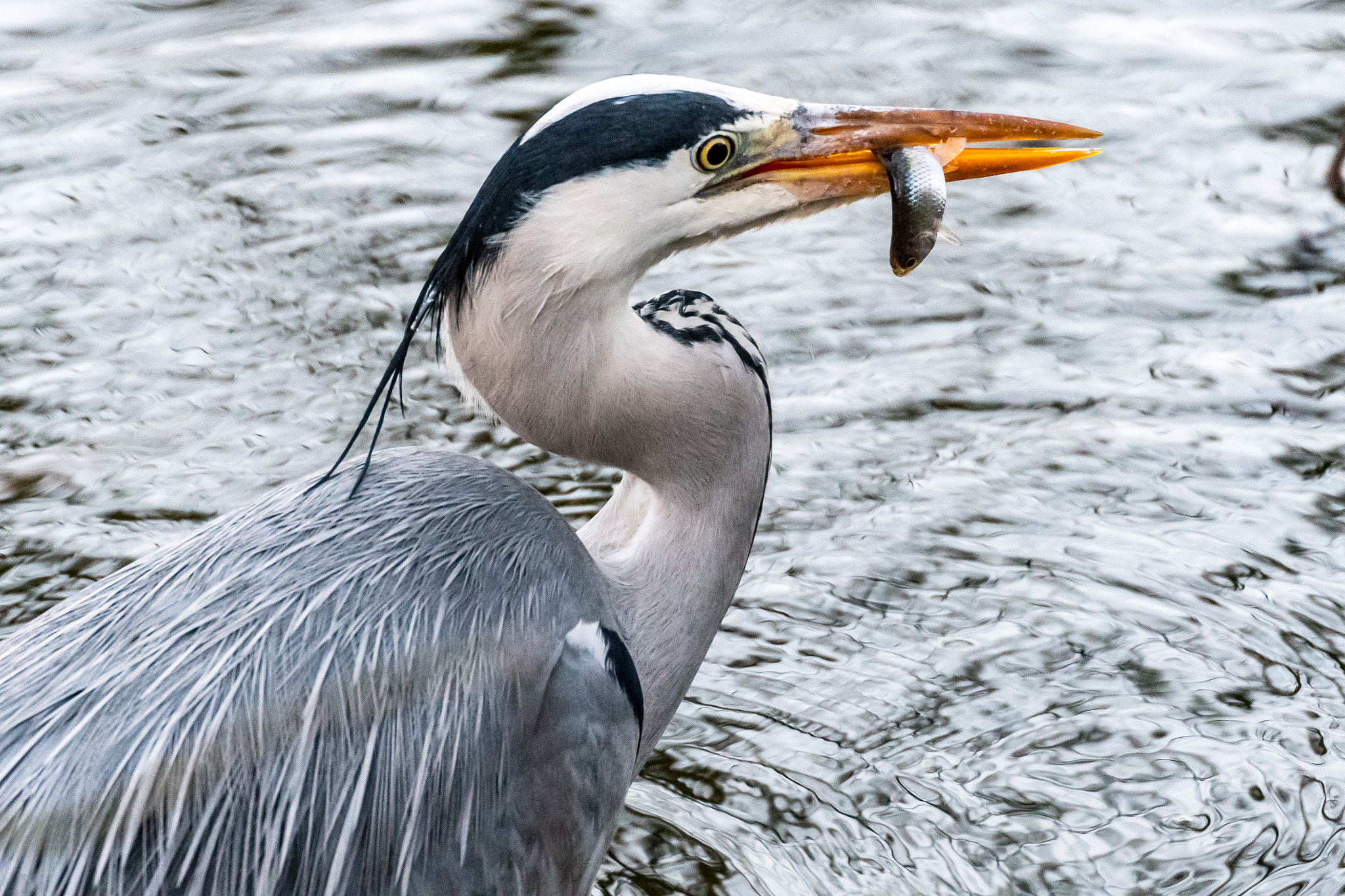 Sigma 50-500mm F4.5-6.3 DG OS HSM sample photo. Successful fishing! photography
