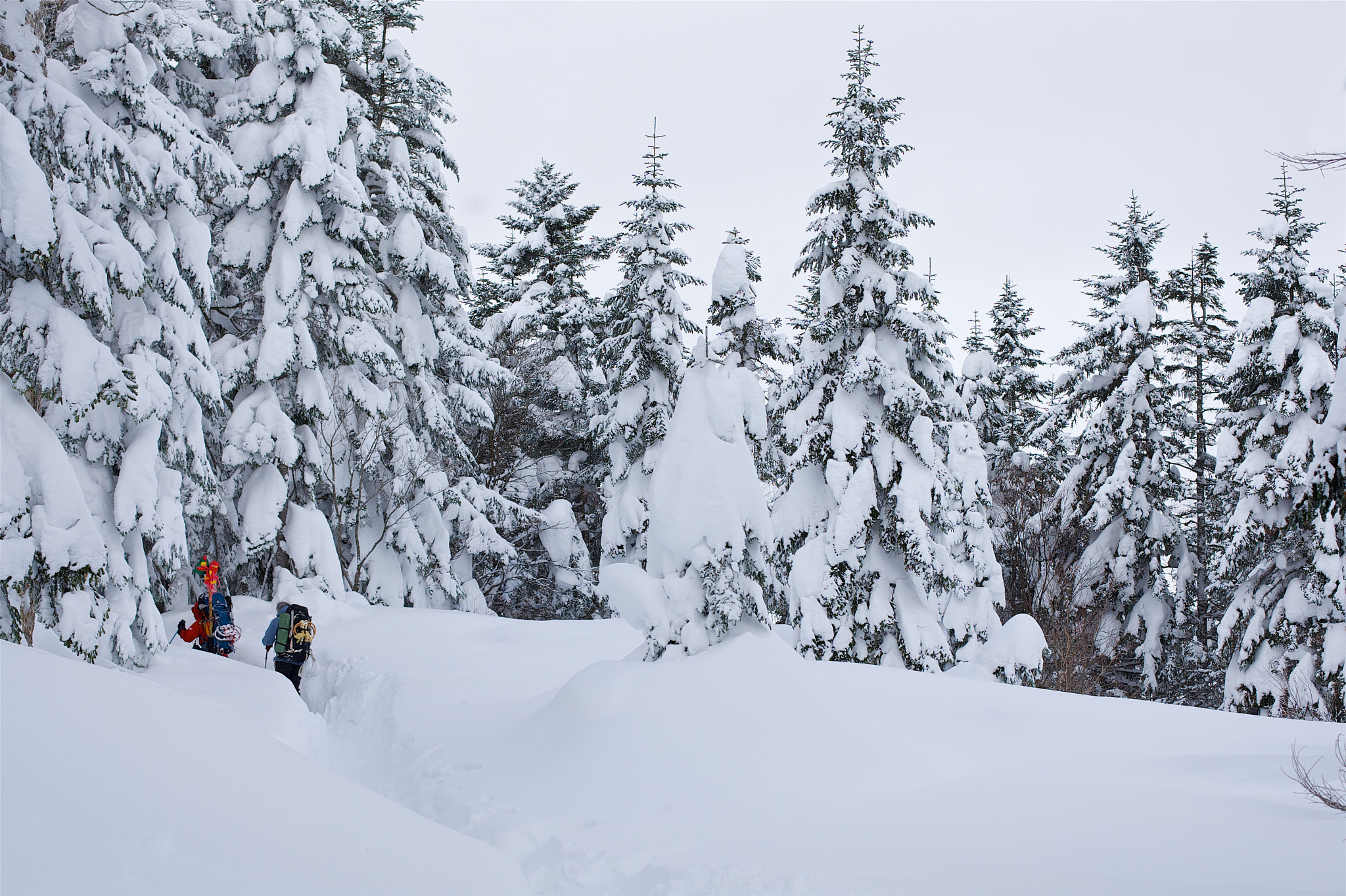 Canon EOS-1D Mark III sample photo. Wandering in deep snow photography