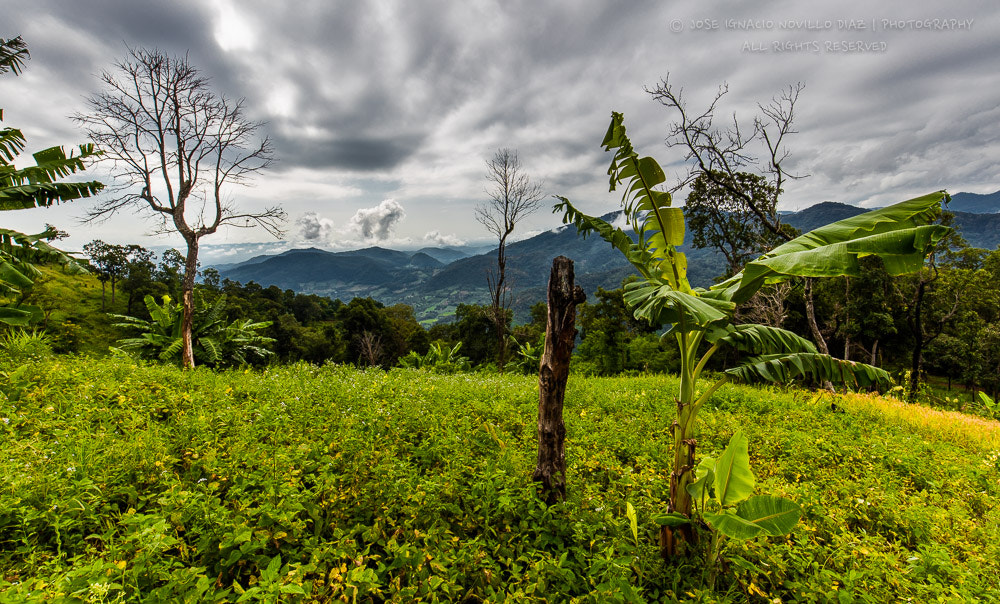 Canon EF 16-35mm F4L IS USM sample photo. Paseando por la selva photography