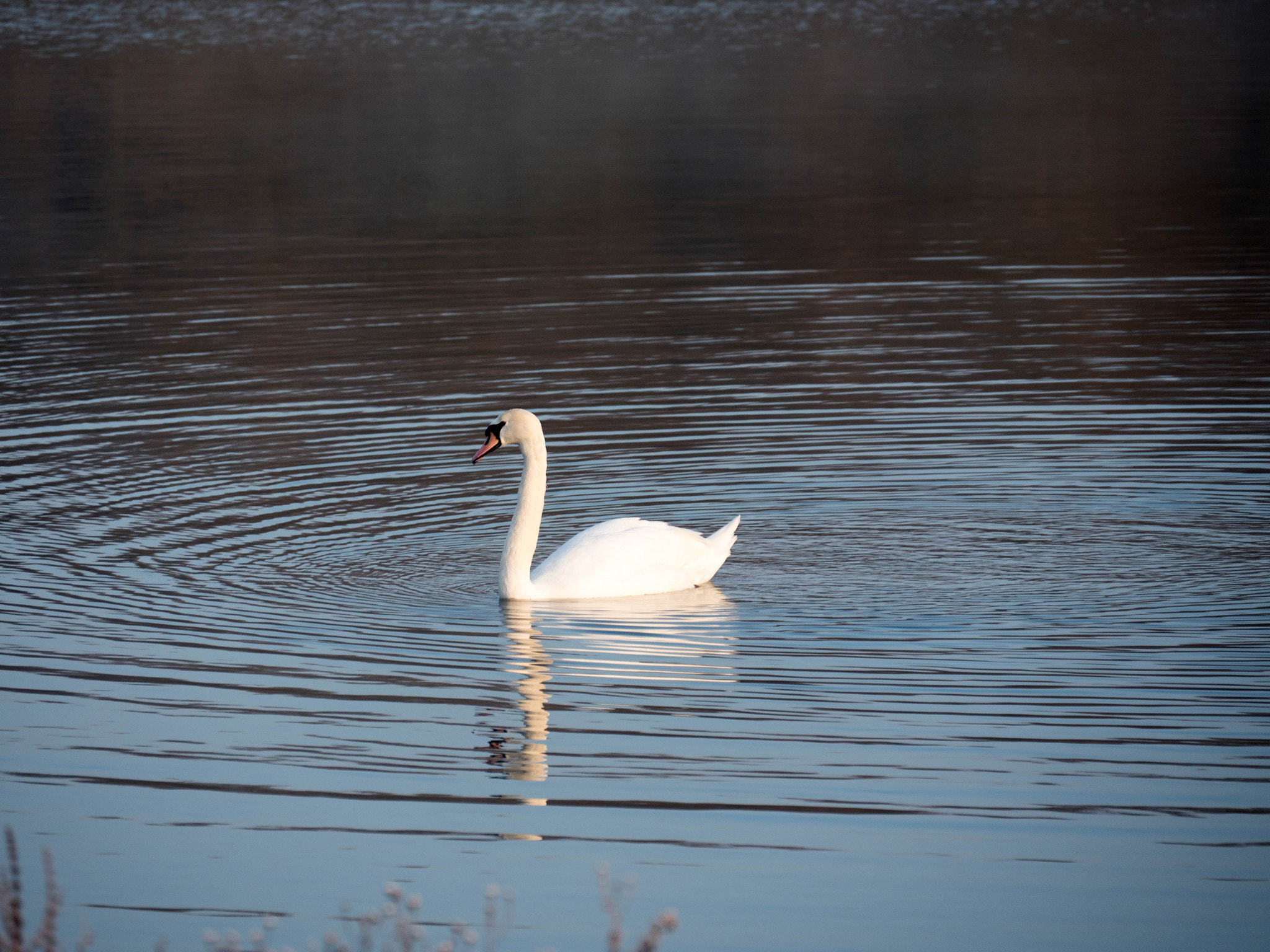Panasonic Lumix DMC-GH4 sample photo. Walking on the thames photography