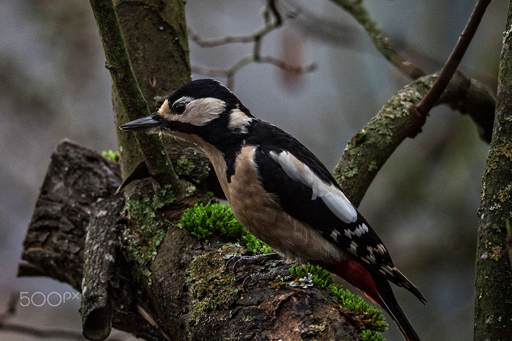 Olympus OM-D E-M5 II sample photo. Ms. woodpecker photography