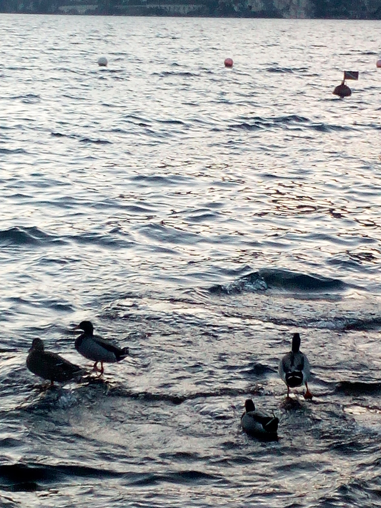 HUAWEI GR3 sample photo