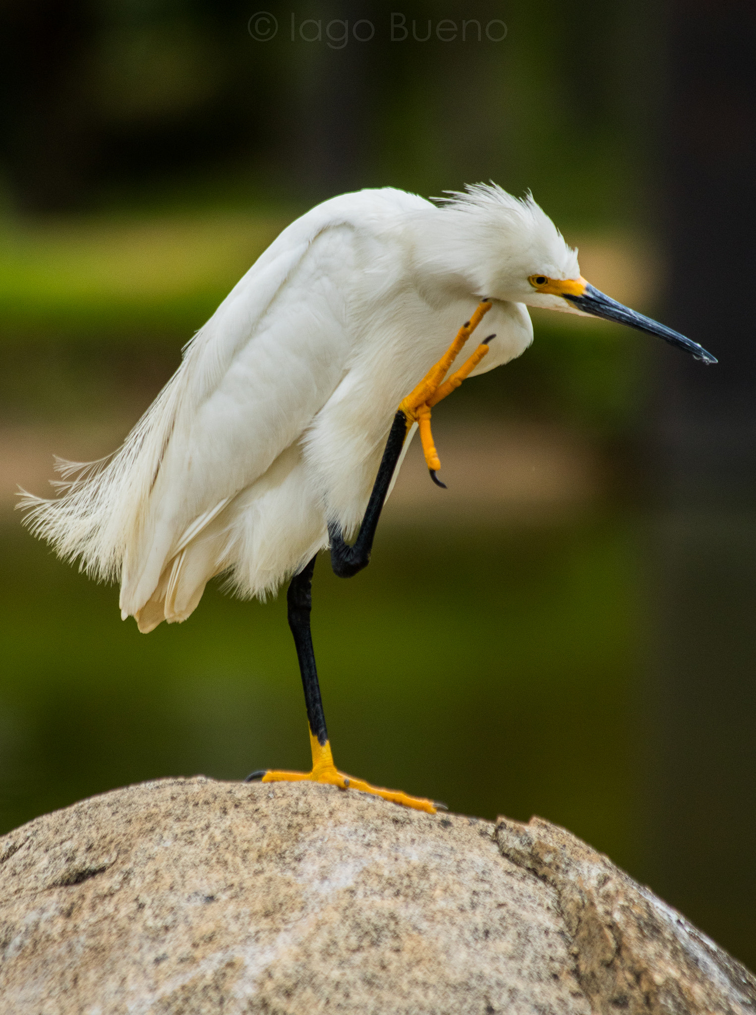 Canon EF 70-300mm F4-5.6 IS USM sample photo. Snowy egret (egretta thula) photography